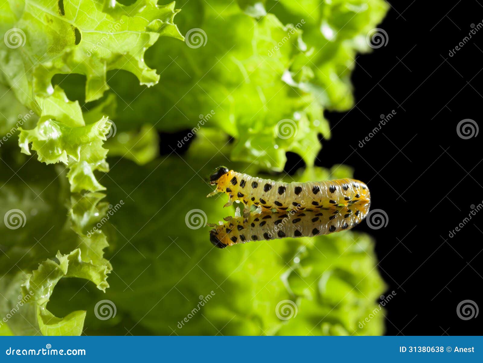 Caterpillar Crawling To Leaf Stock Photo Image of creature, vegetable