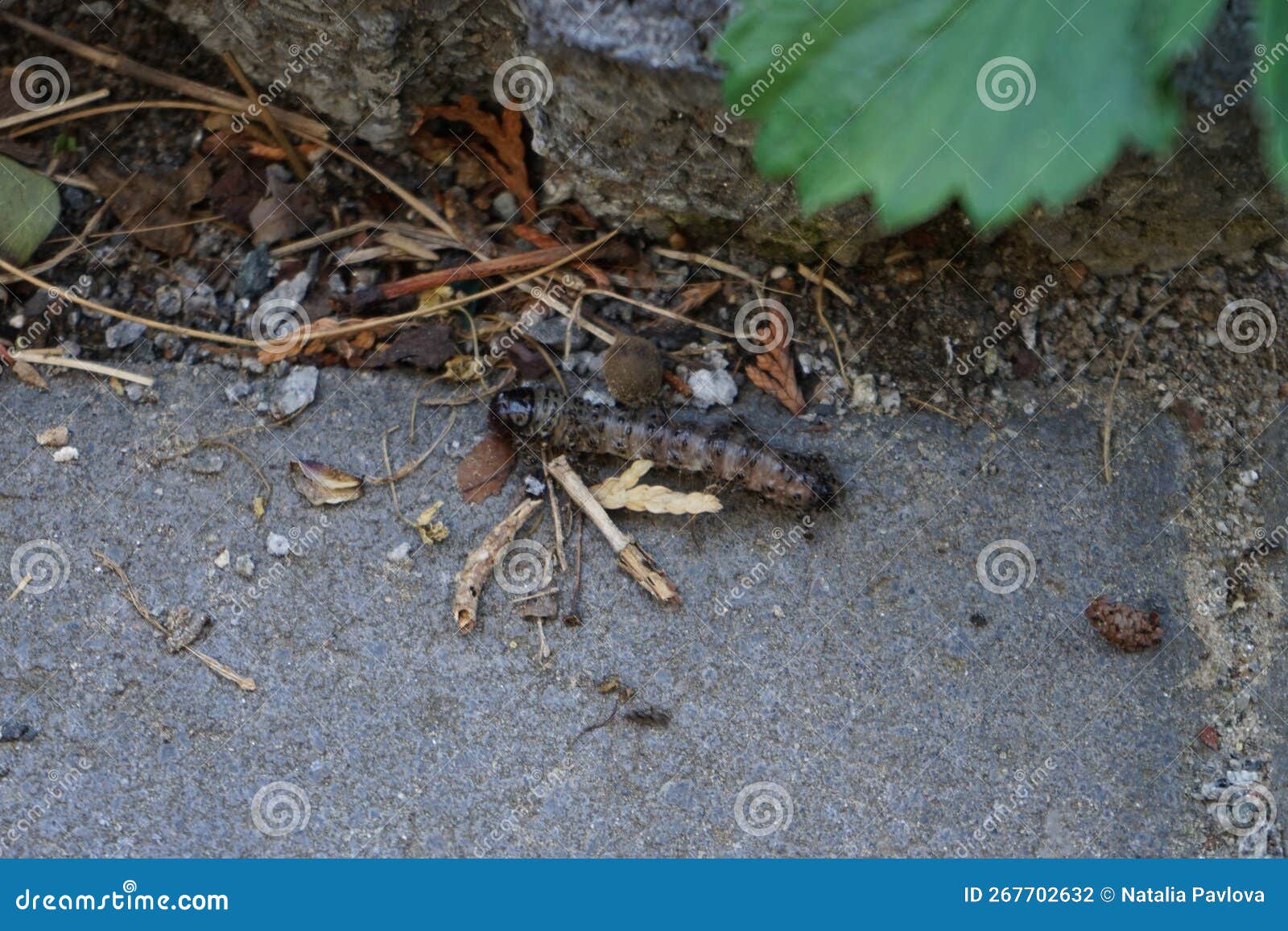 The Caterpillar Crawls Away from the Attacking Ants. Berlin, Germany