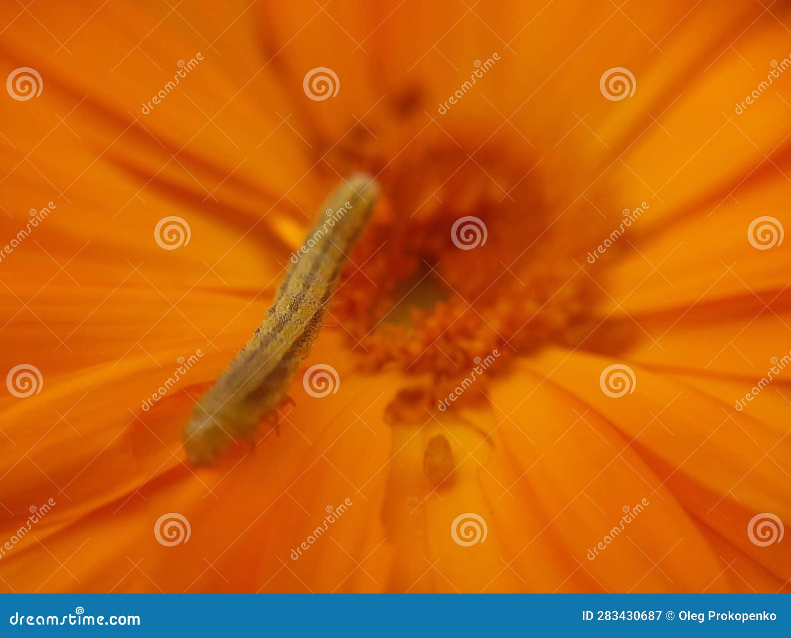 A Caterpillar Crawls on a Flower Petal Stock Image Image of plant
