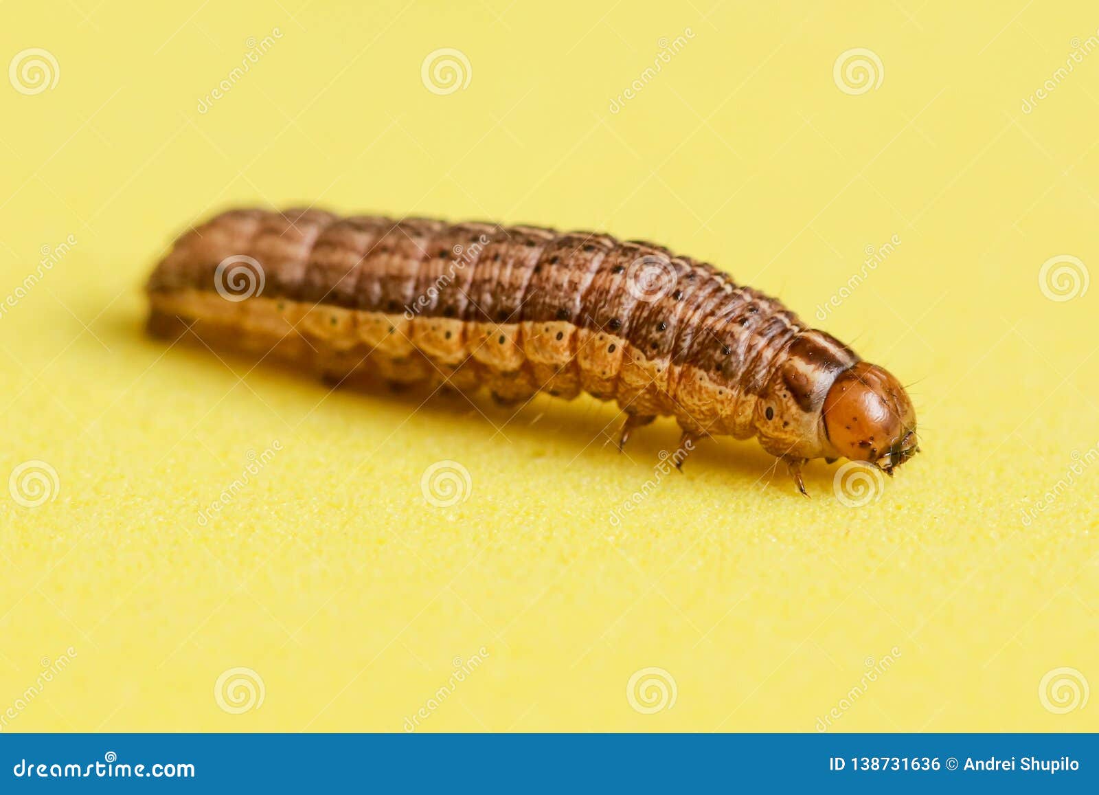 The Caterpillar Crawls on a Yellow Background Stock Photo - Image of  insect, striped: 138731636
