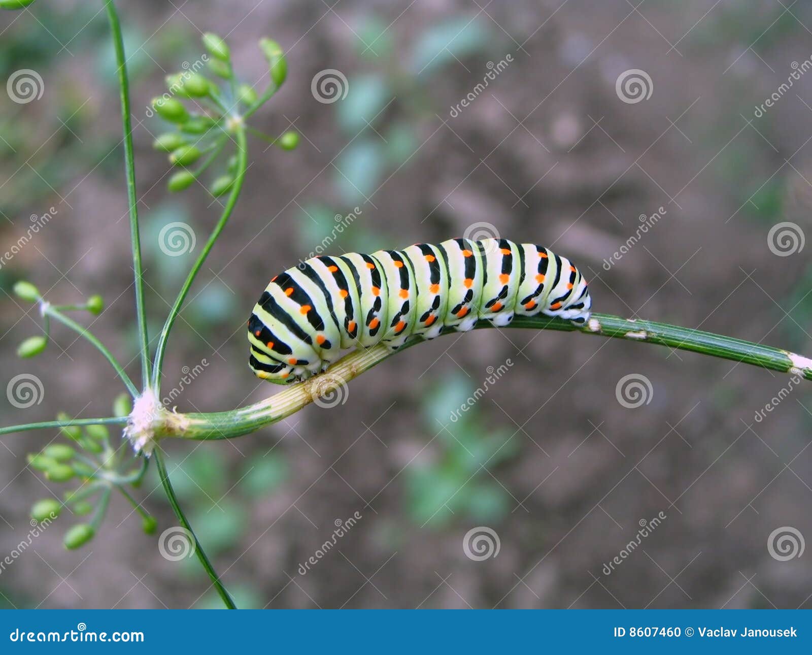 Caterpillar on the dill stock photo. Image of larva, details 8607460