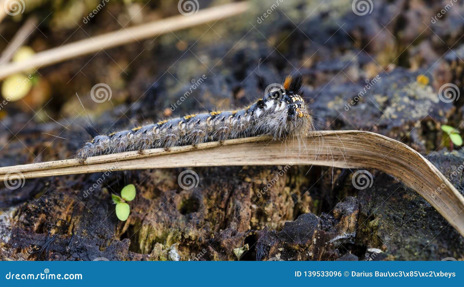 Caterpillar of Drinker on Dry Grass Stock Photo Image of meadow