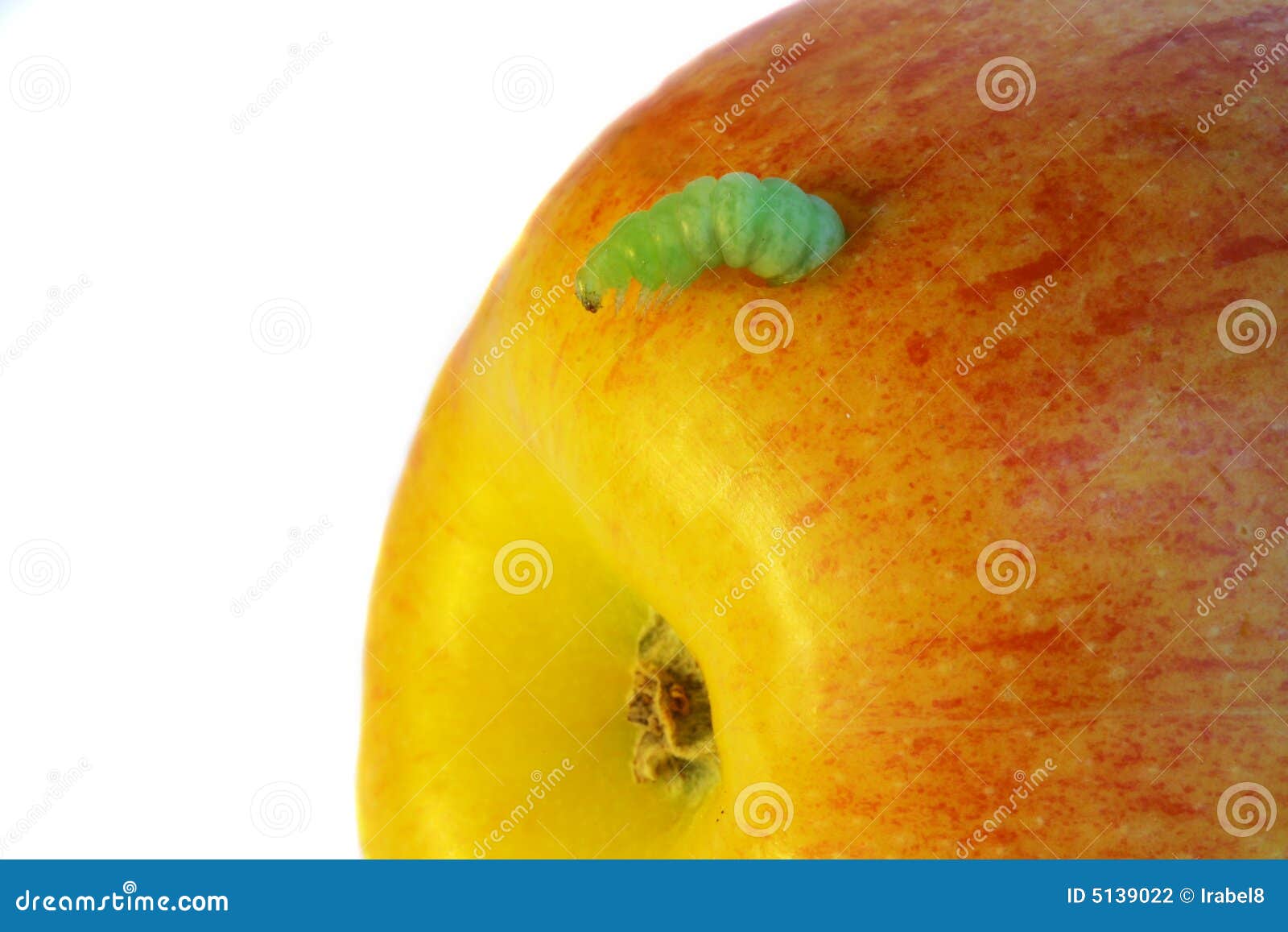 Caterpillar eat an apple stock photo. Image of isolated 5139022