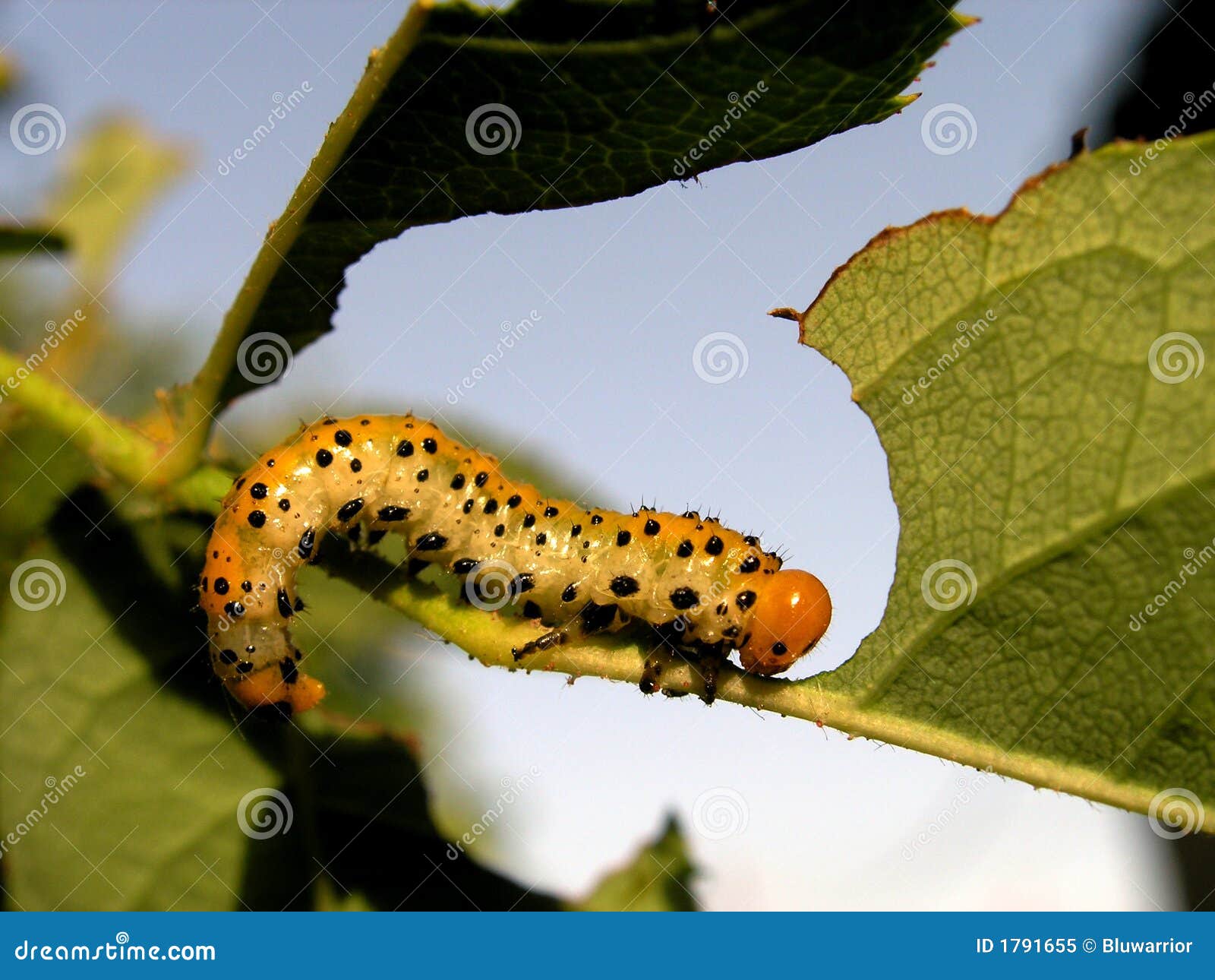 Caterpillar eating stock image. Image of pest, farm, creature 1791655