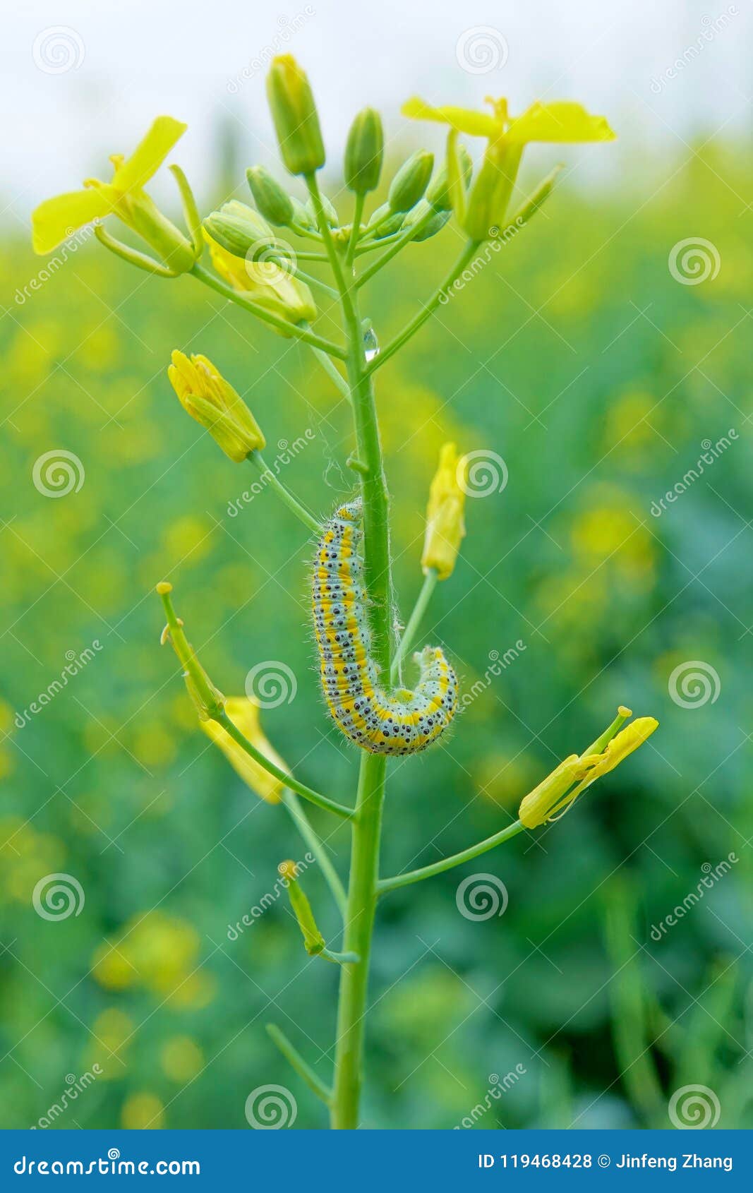 Flower and caterpillar stock photo. Image of agriculture 119468428