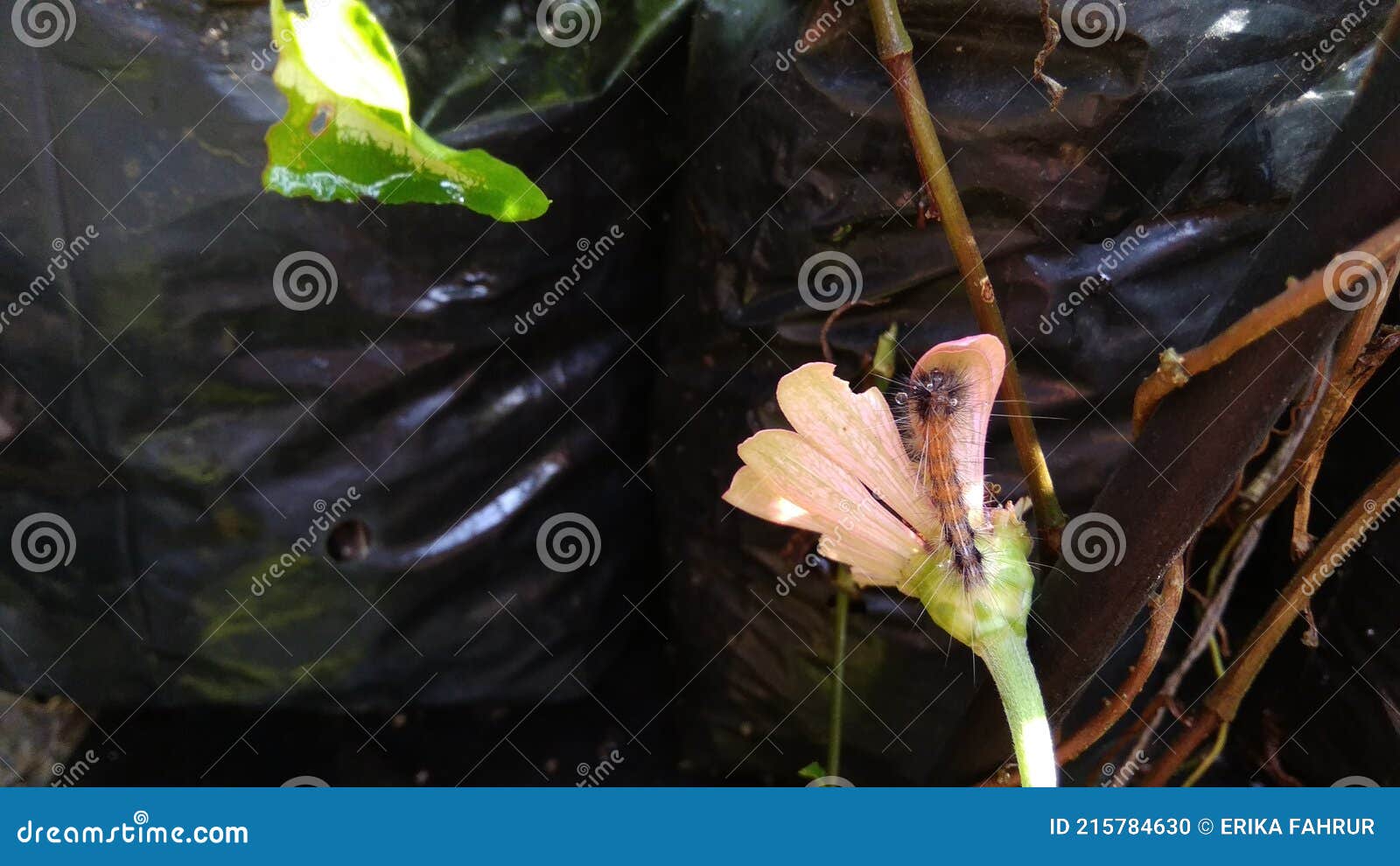 The Caterpillar is Eating Flowers Stock Photo Image of autumn, tree