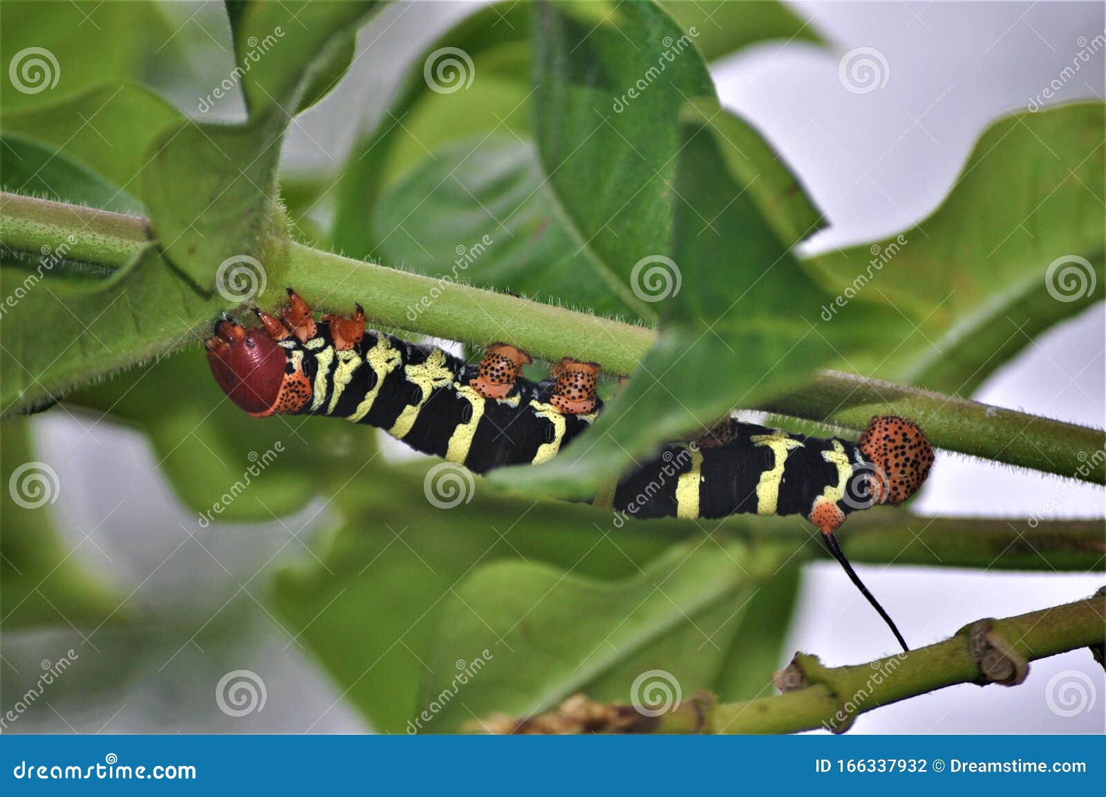 Caterpillar stock photo. Image of macro, nature, guadeloupe 166337932