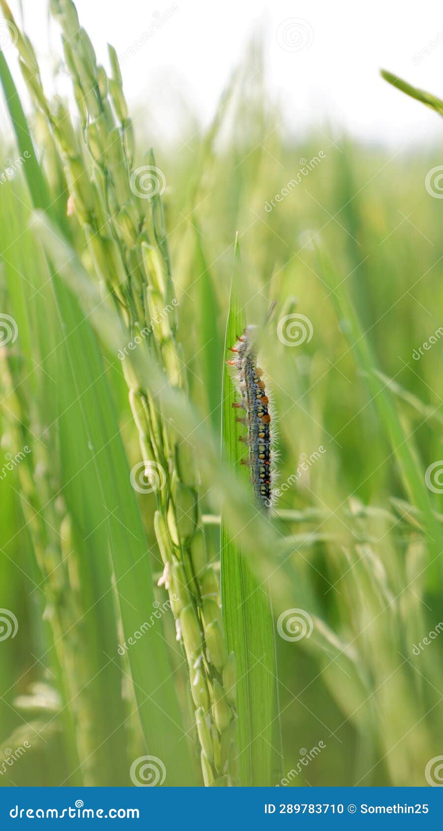 Caterpillar Eating Grass at Spring Morning Stock Photo Image of
