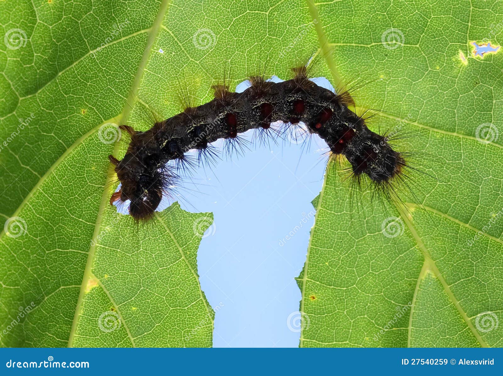 A Caterpillar  Eating A Leaf Stock Image Image of 