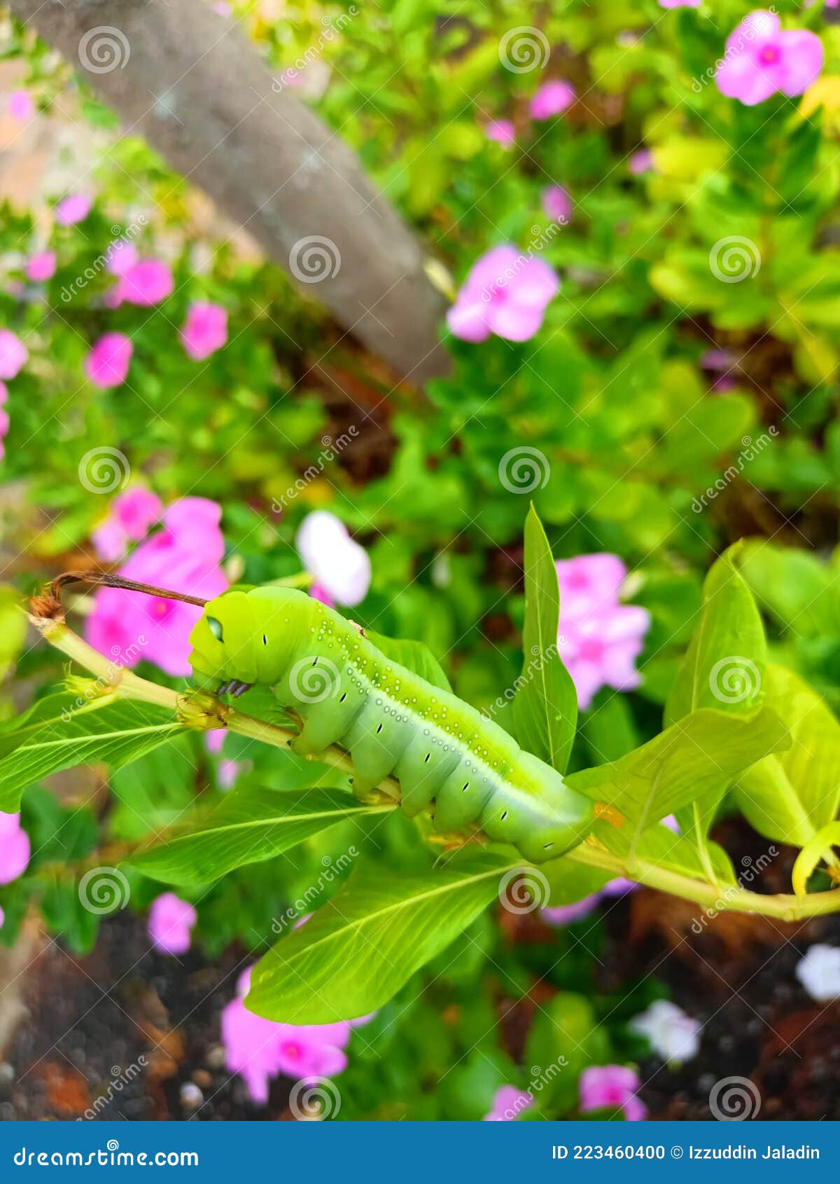 Caterpillar Eating Leaf on a Flower Branch Stock Photo Image of