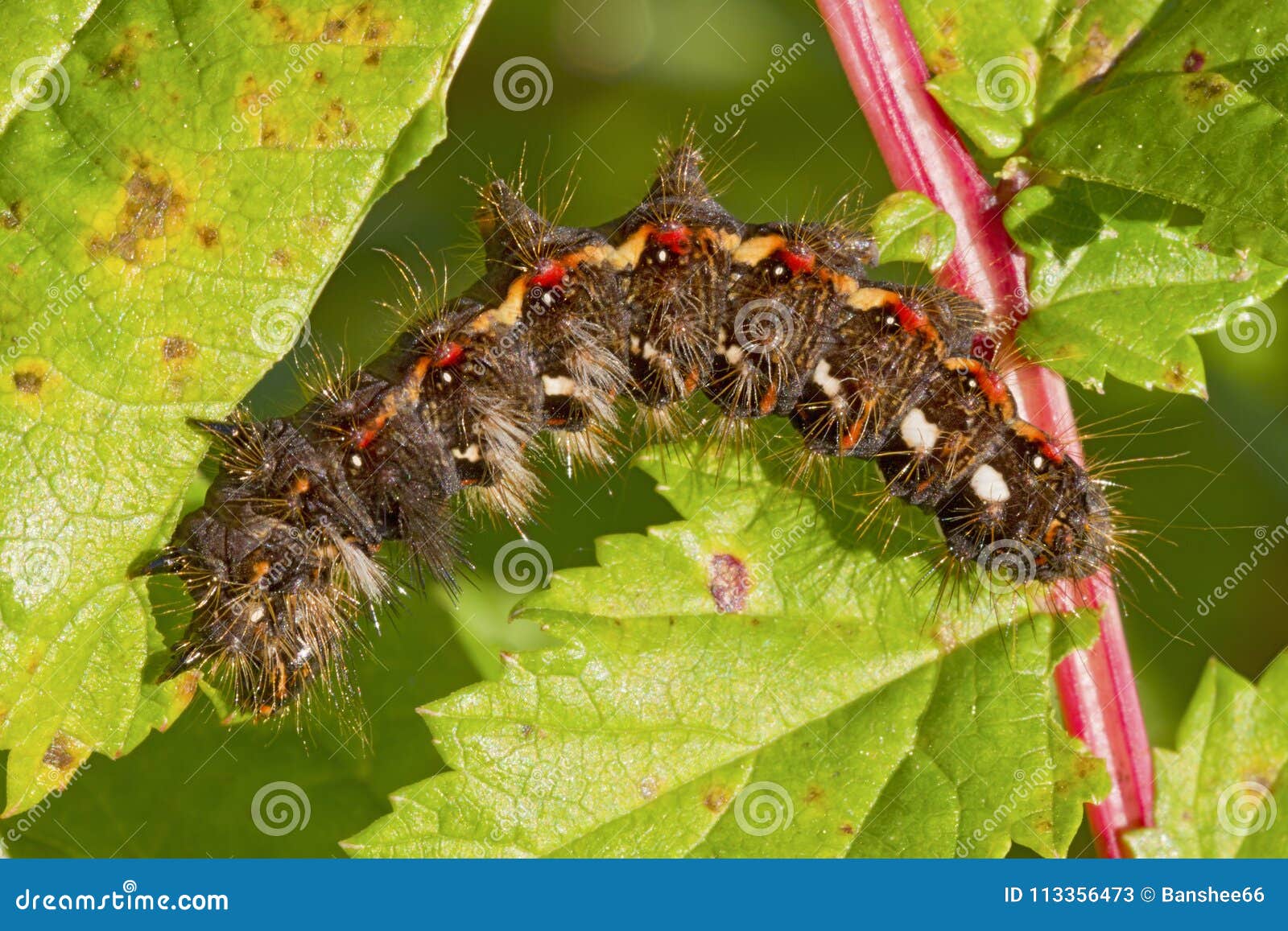 Caterpillar eating a leaf stock image. Image of green 113356473