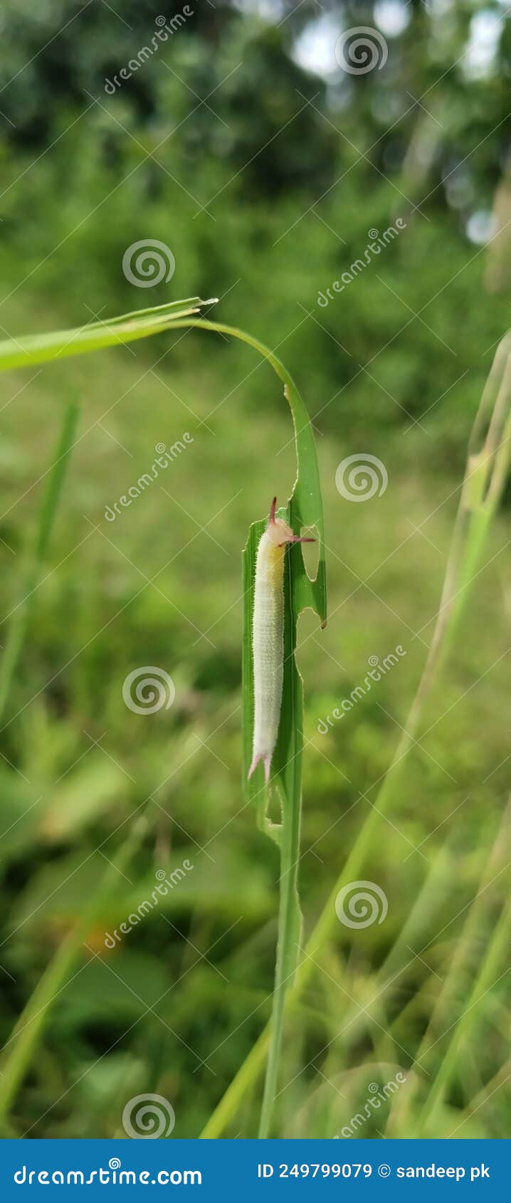 Caterpillar Eating Paddy Grass Stock Image Image of grass