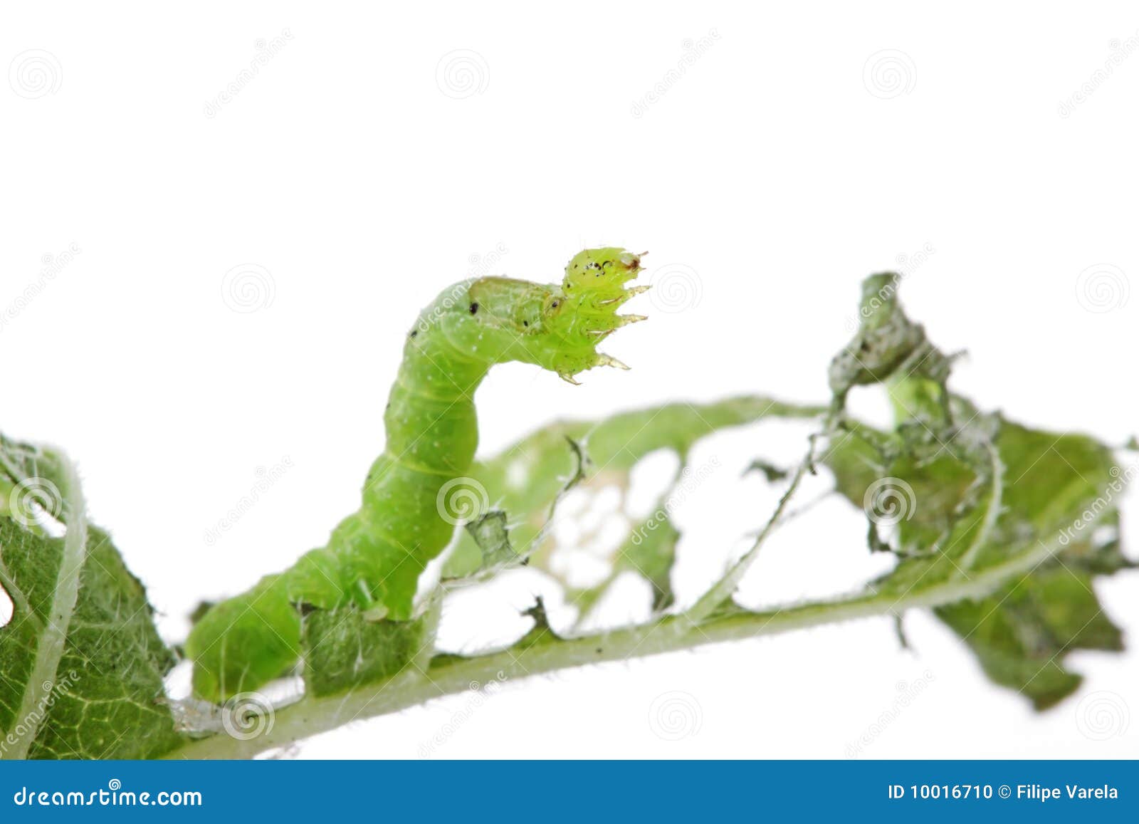 Caterpillar eating a plant stock photo. Image of beauty 10016710