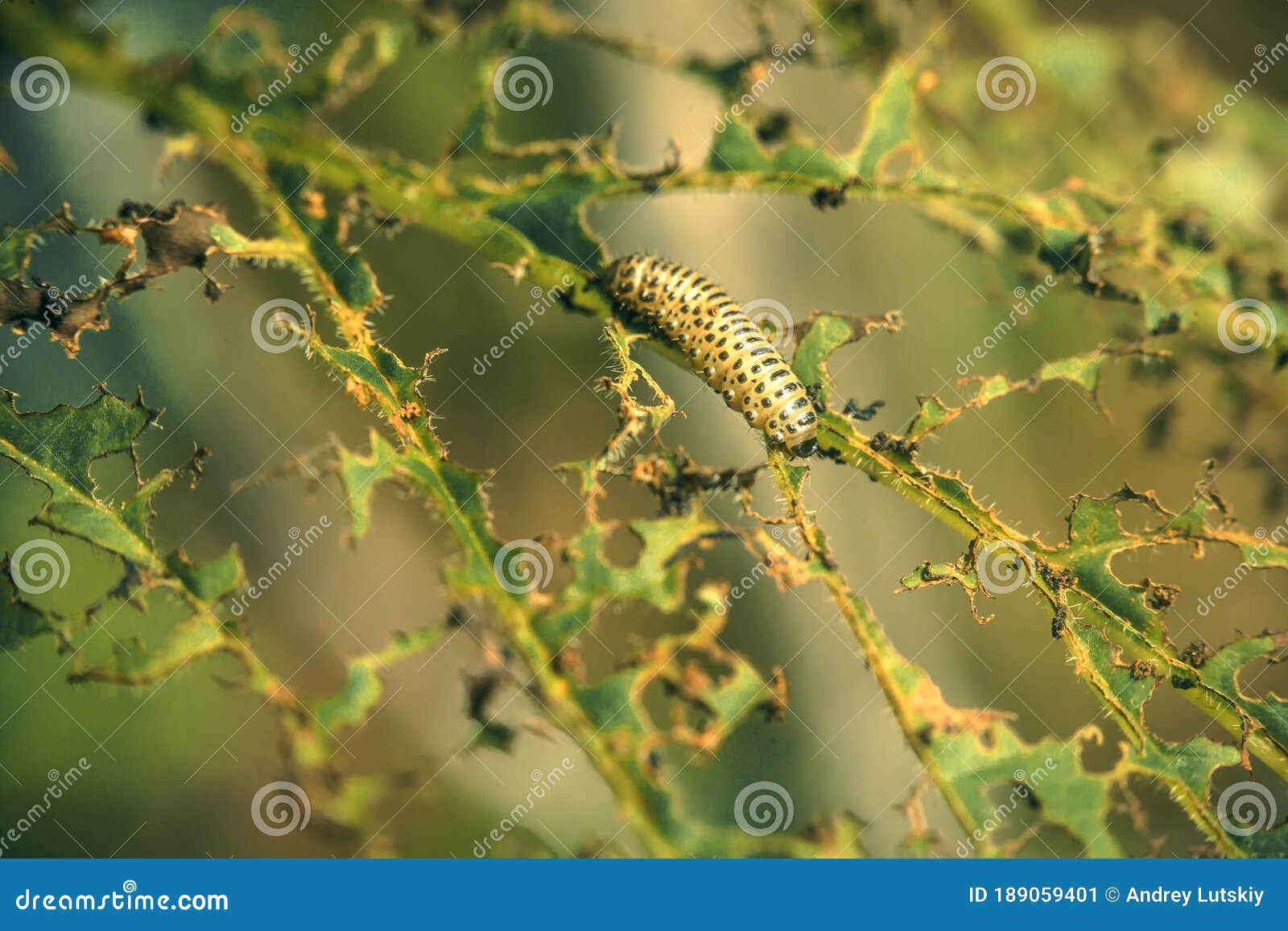 The Caterpillar Eats Leaves on Plants, Pests Destroy the Crop. Stock