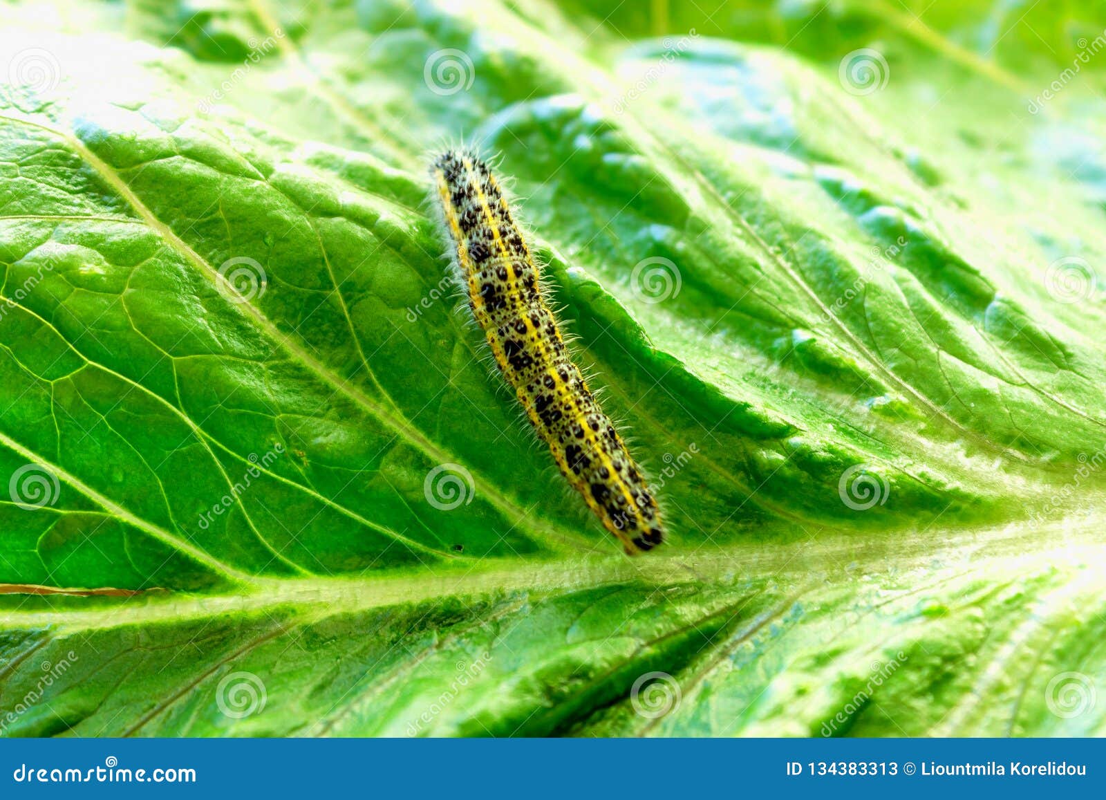 Foto: Lagarta verde dos toras de Arachides que munching em uma folha