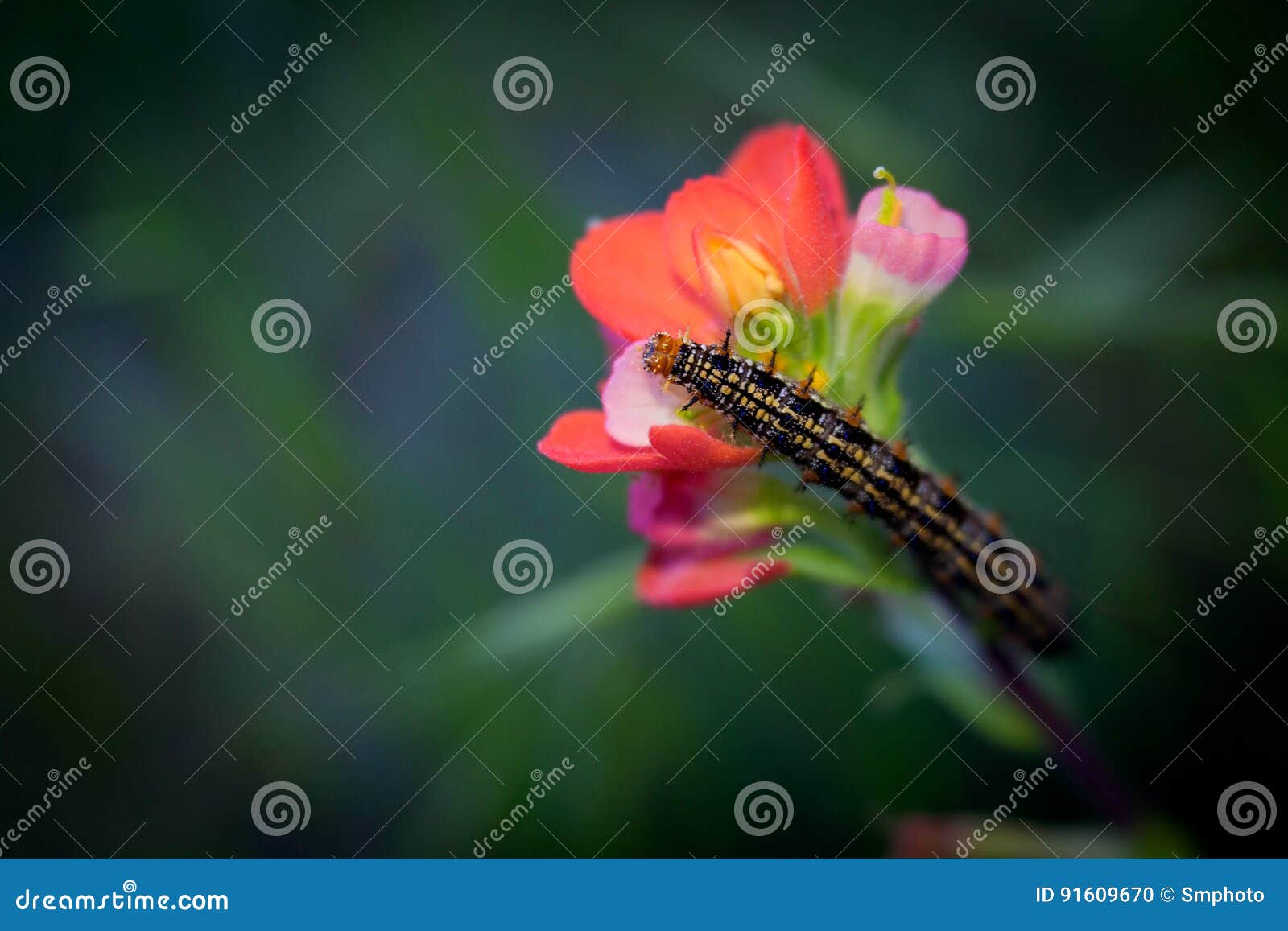 Caterpillar En Laurel De San Antonio Rojo Foto de archivo Imagen de