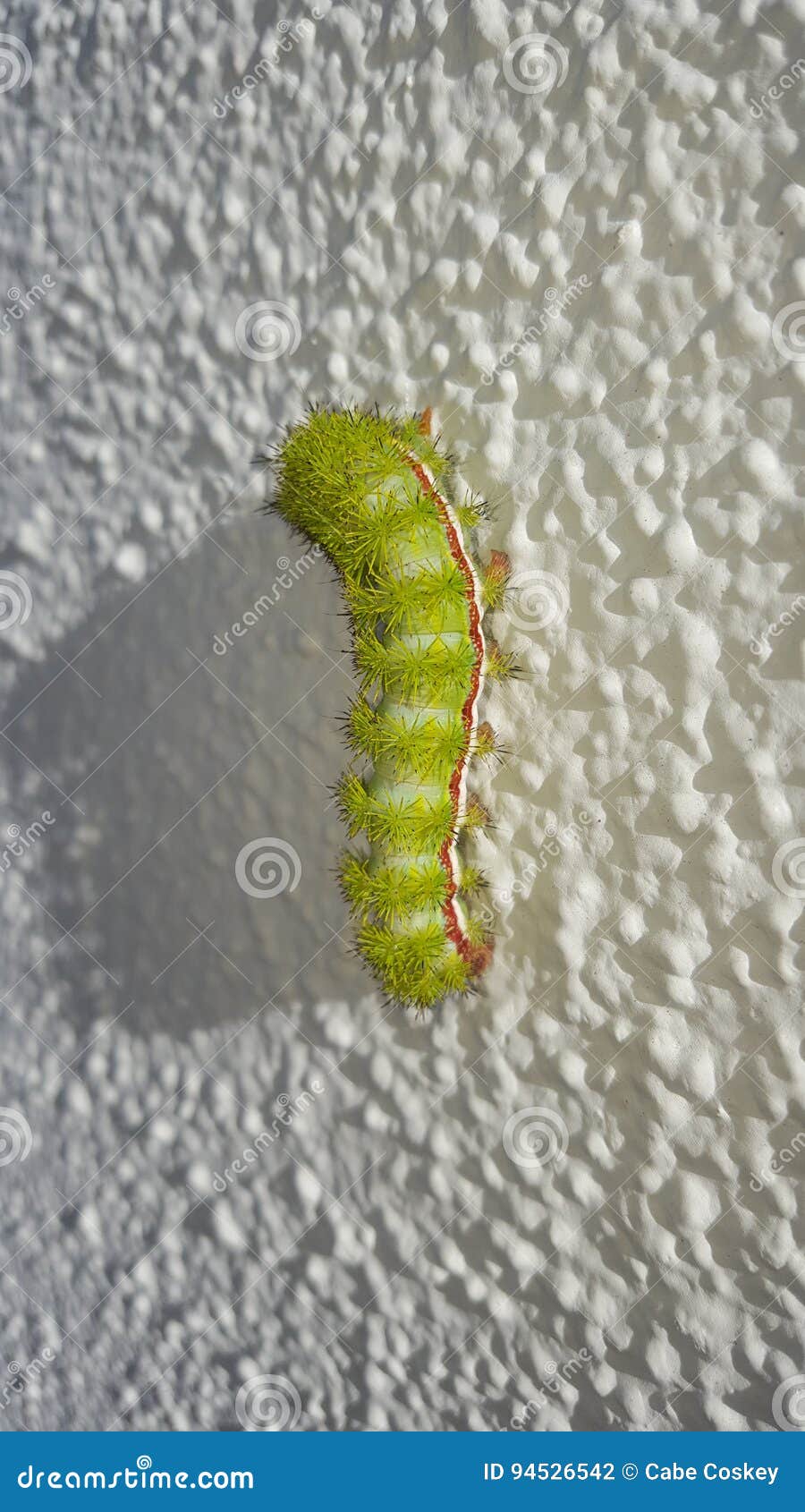 Caterpillar stock photo. Image of caterpillar, island 94526542