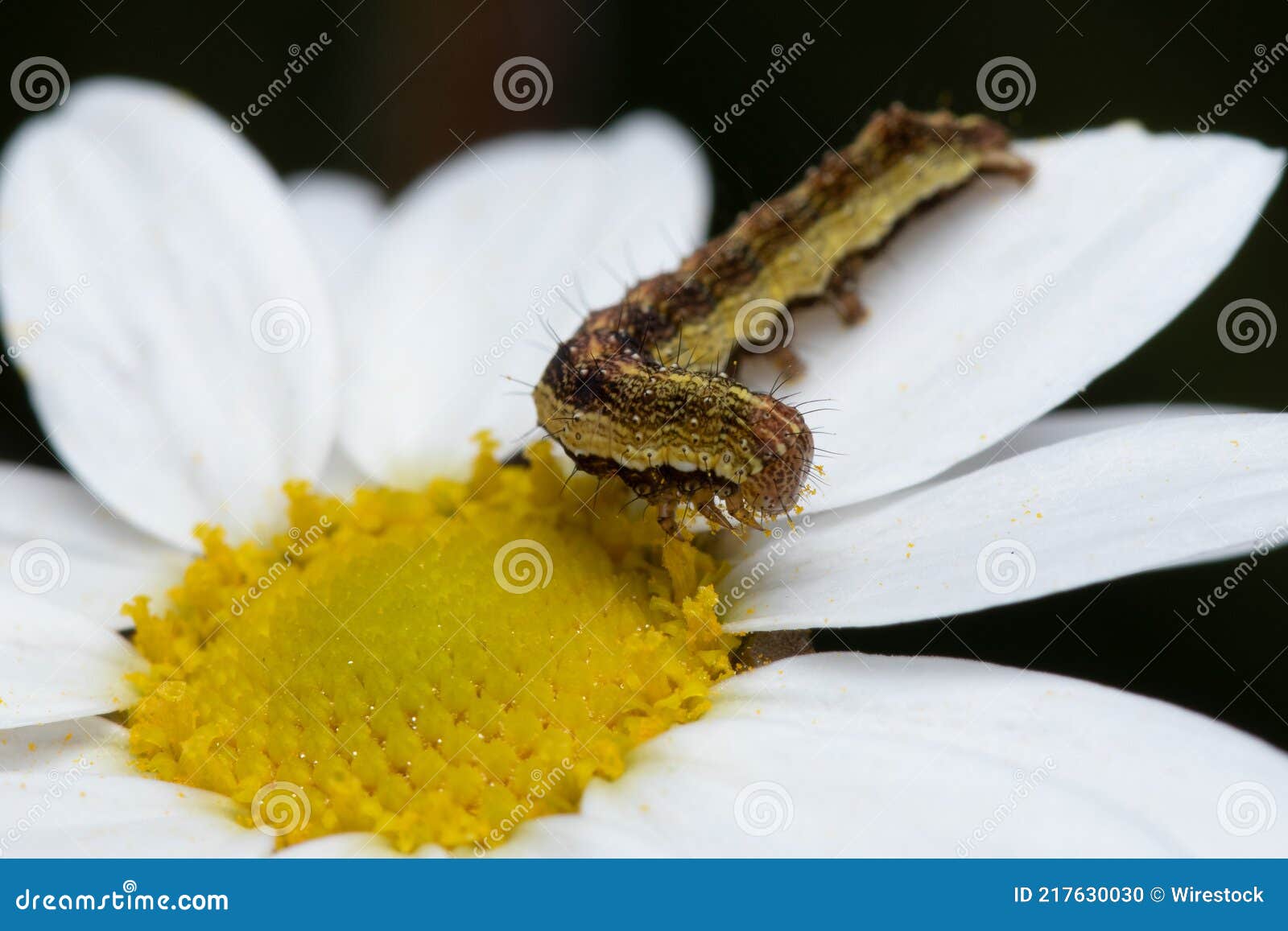 Caterpillar Feeding on Nectar from a Beautiful Daisy Flower in the