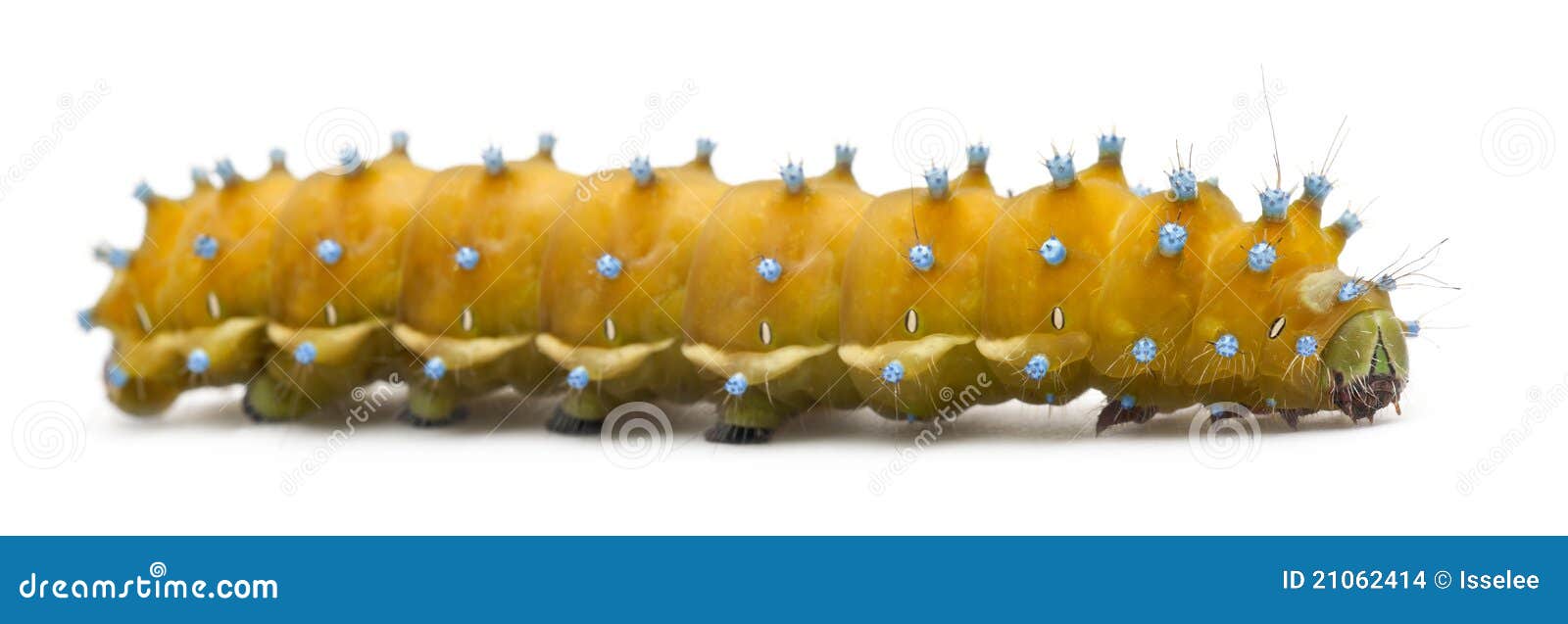 Caterpillar of the Giant Peacock Moth Stock Photo Image of saturnia