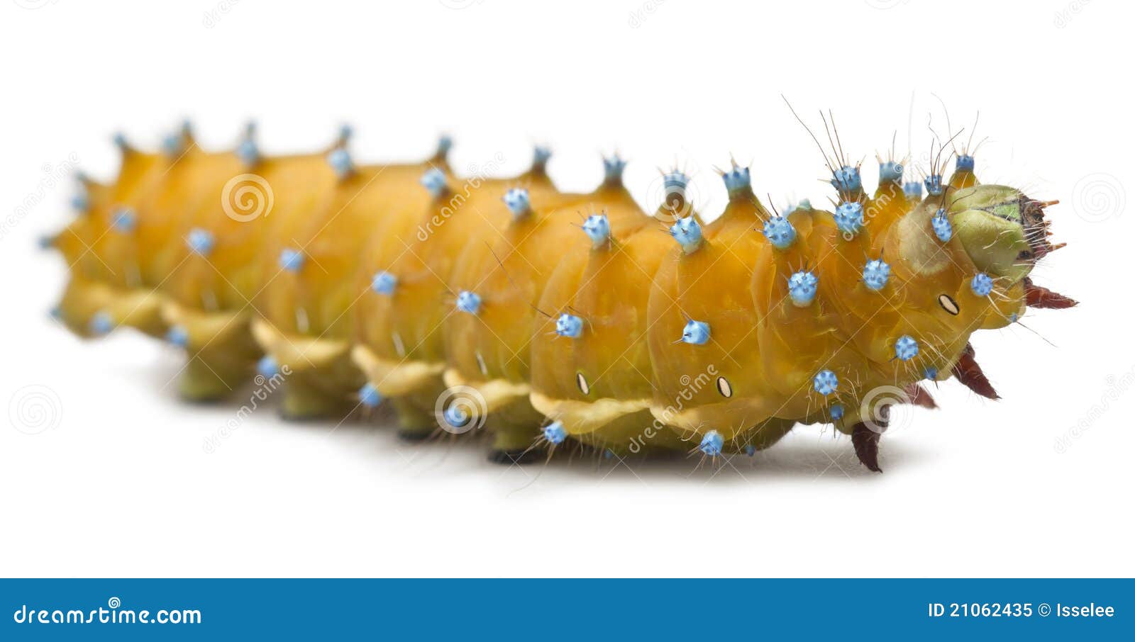 giant caterpillar