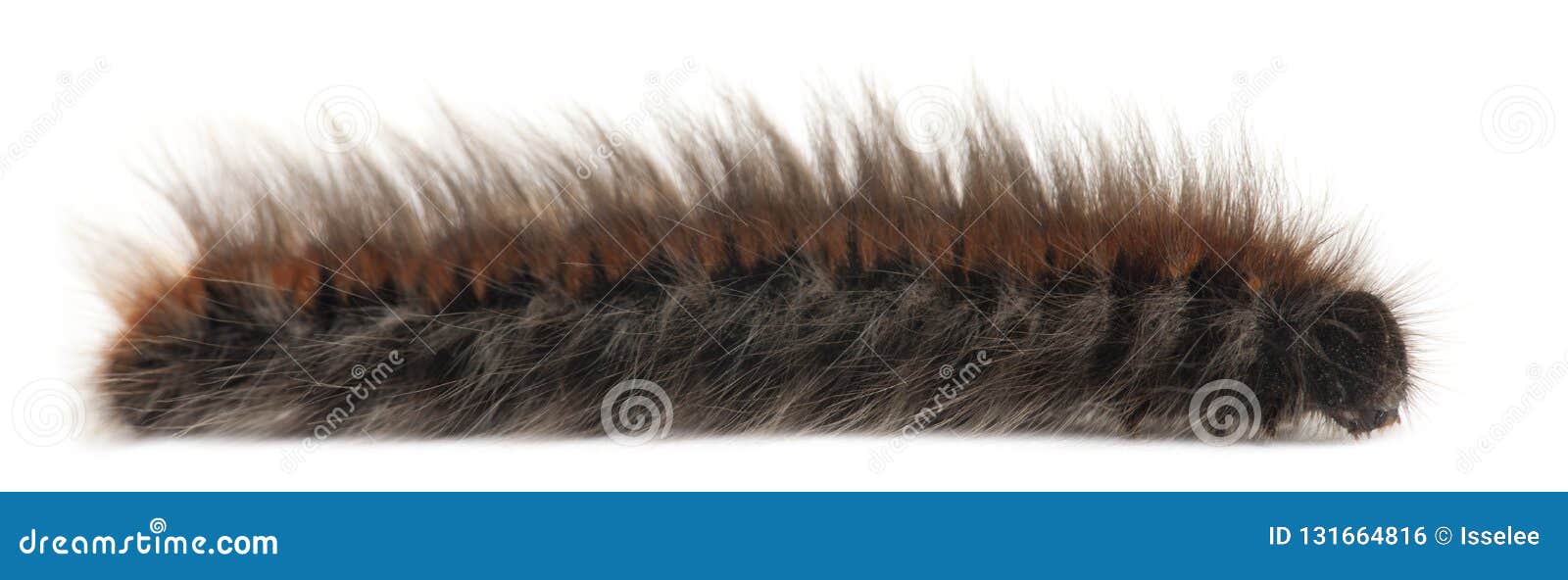 caterpillar of grass eggar, is a moth, lasiocampa trifolii