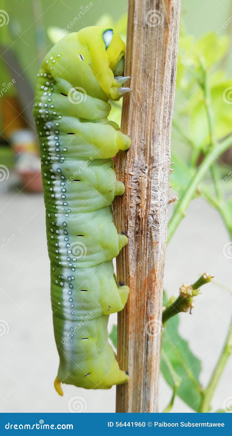 Caterpillar green editorial image. Image of natural, butterfly 56441960