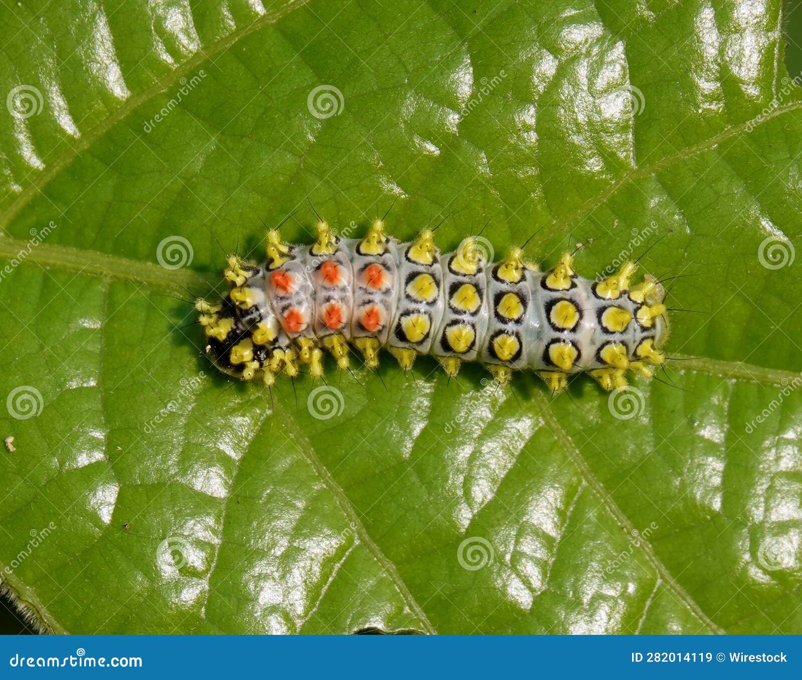 Caterpillar on green leaf stock image. Image of segmented 282014119