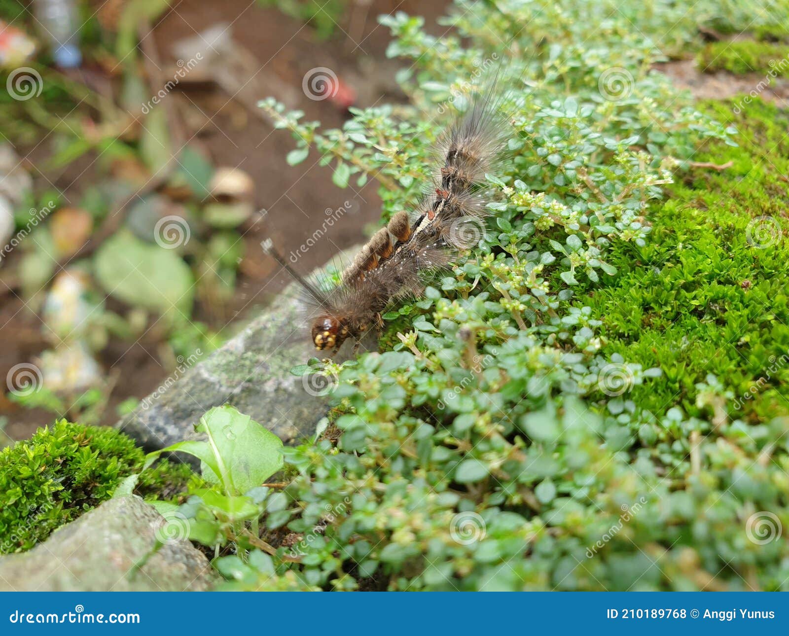 Caterpillar in the Green Weed Stock Photo Image of caterpillar, green