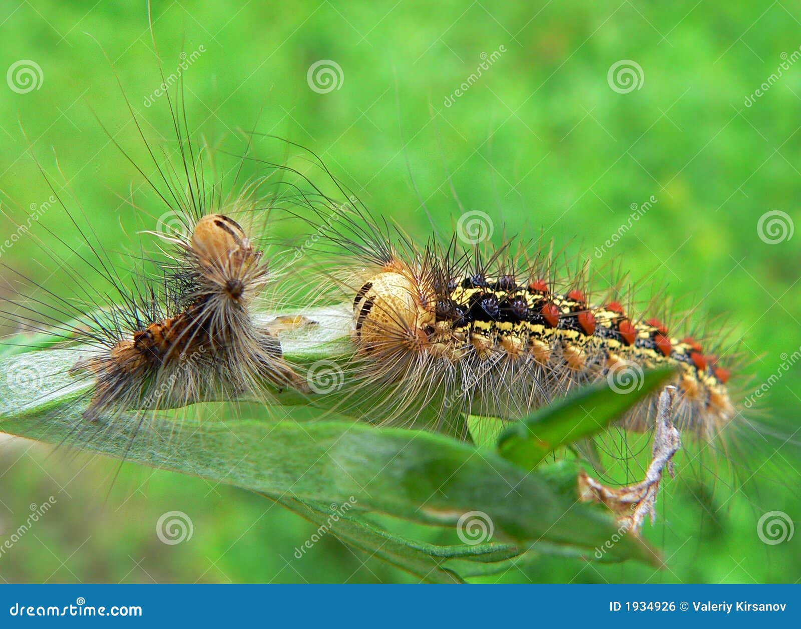 Caterpillar of Gypsy Moth stock photo. Image of insects 1934926