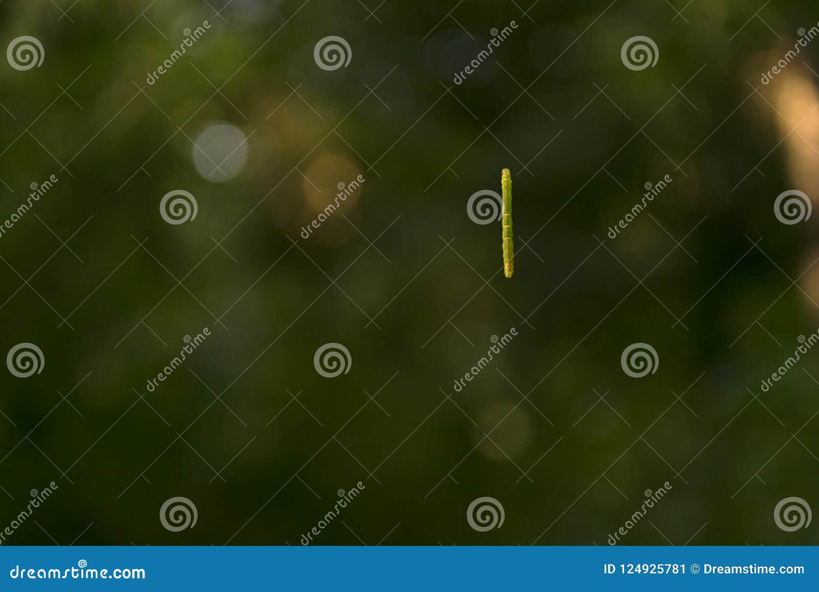 Caterpillar Hanging in the Forest Stock Image Image of russia, insect