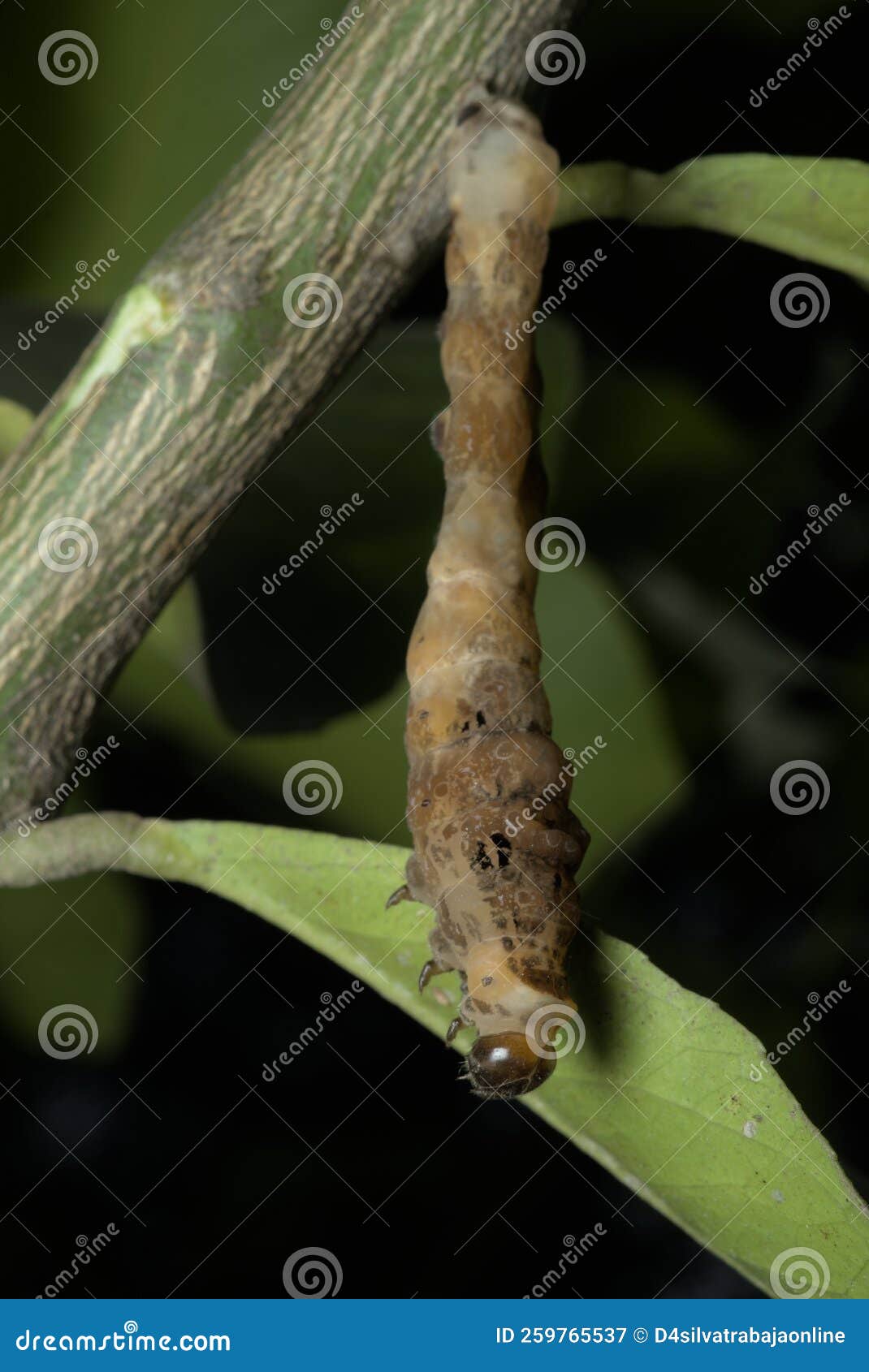 caterpillar hanging insect macro photo