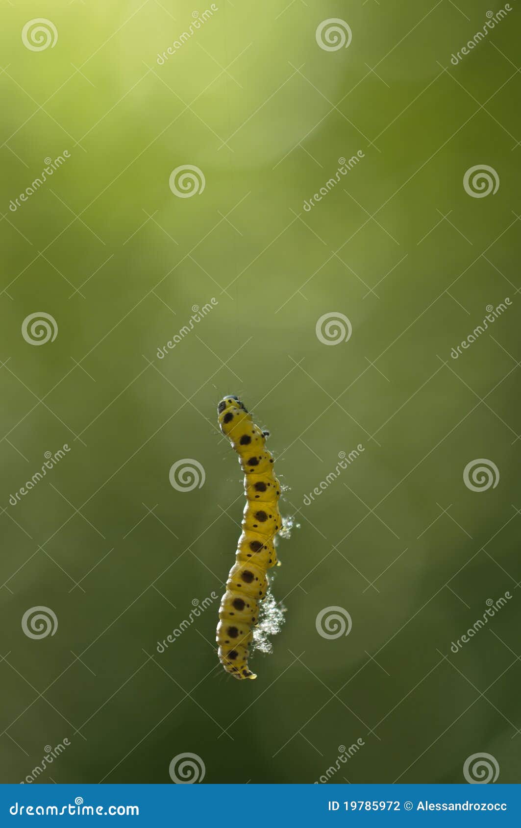 Caterpillar Hanging from Its Silk Stock Photo Image of lepidopteron