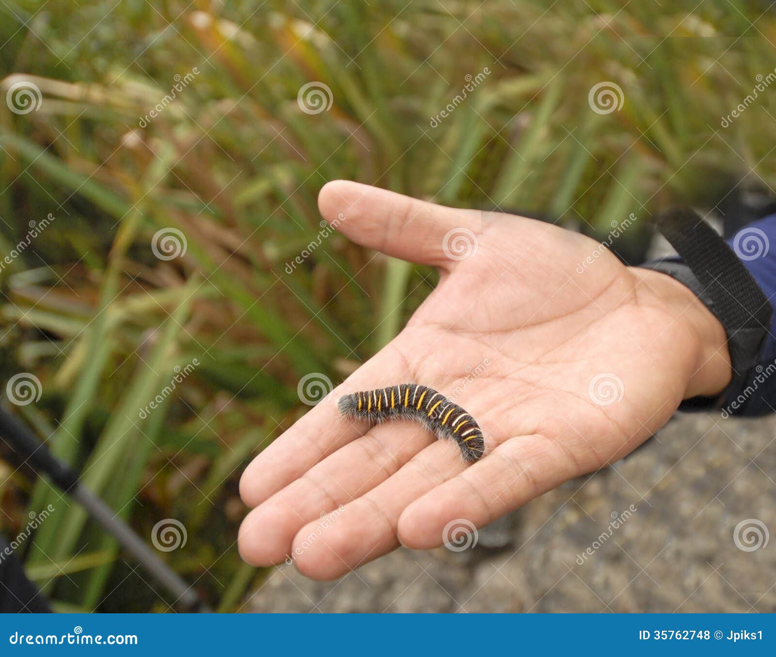 Caterpillar stock photo. Image of insect, disambiguation 35762748
