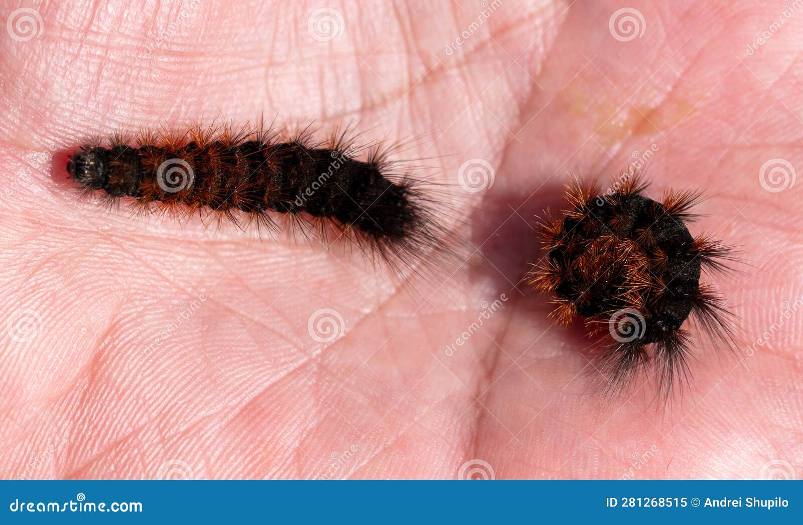 Caterpillar on Human Hand, Closeup Stock Image Image of creature