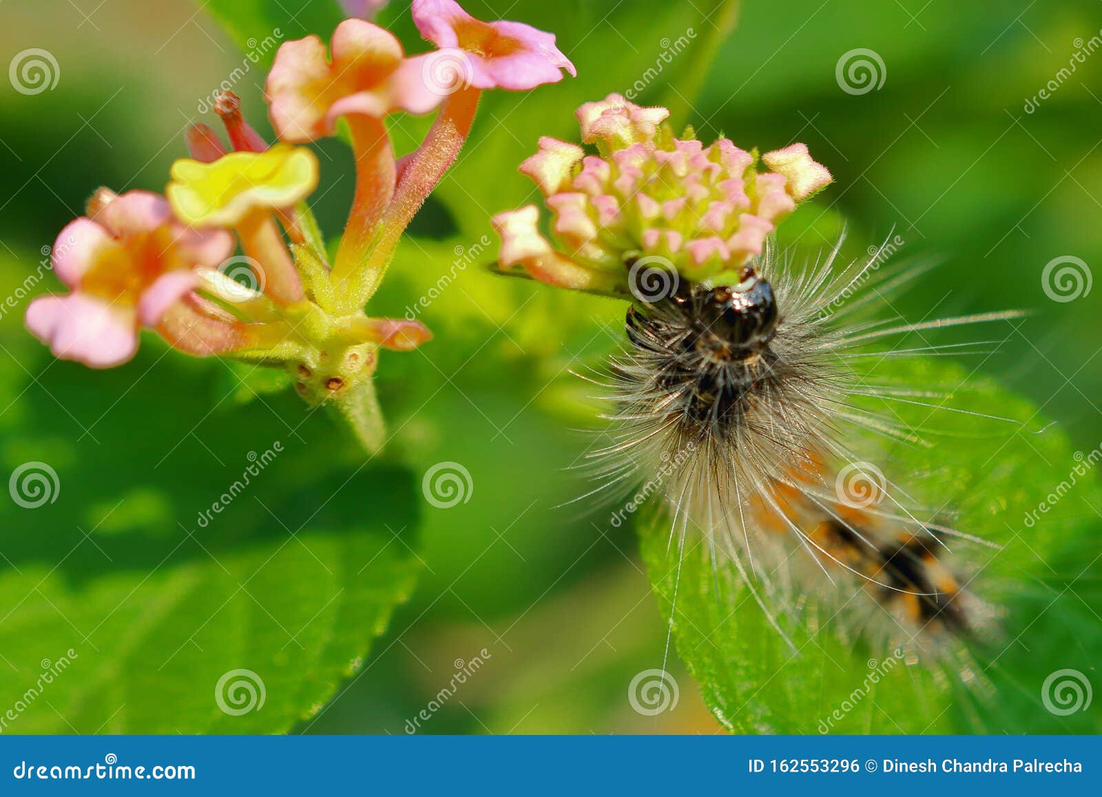 gnier Derbeville test Forbedre Fall Webworm Caterpillar Insects on Wild Flower, Natural, Nature Stock  Photo - Image of butterfly, natural: 162553296
