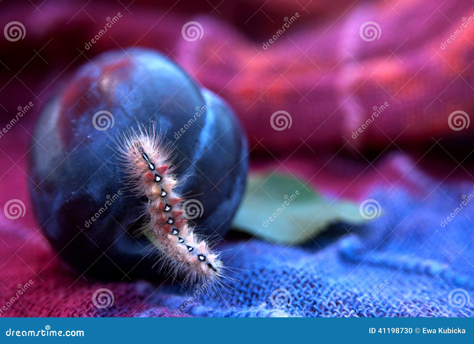 Caterpillar Knot Grass on Plum Stock Photo Image of knot, fauna 41198730