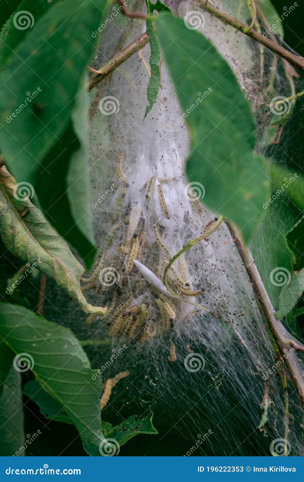 Caterpillar Larvae, Brown Tail Caterpillars On Tree RoyaltyFree Stock