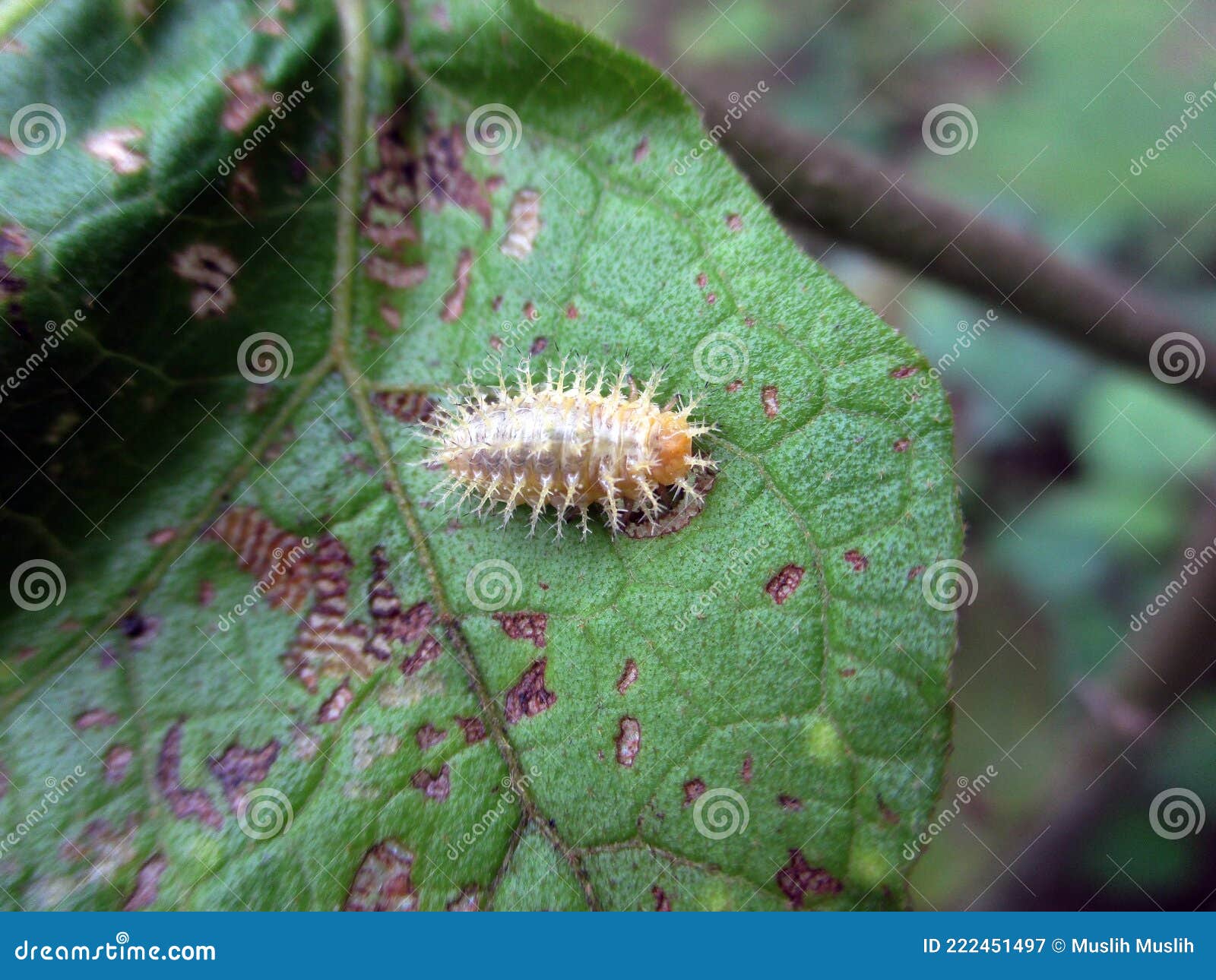Caterpillar on the leaf stock image. Image of black 222451497