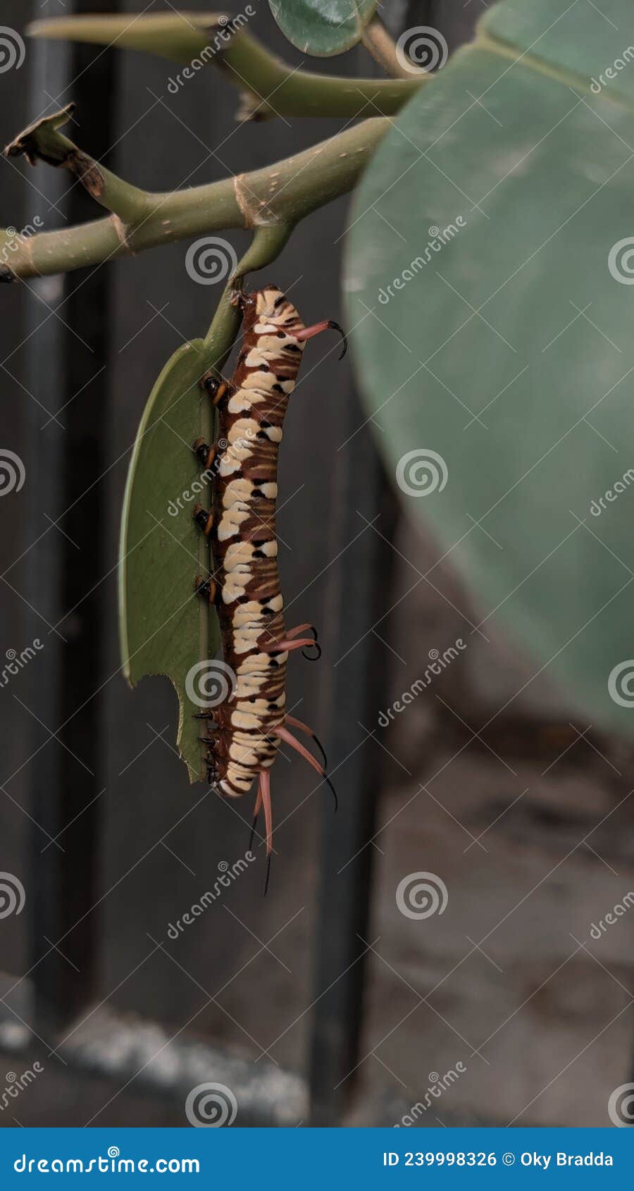 The Caterpillar that is Metamorphosing To a Butterfly Stock