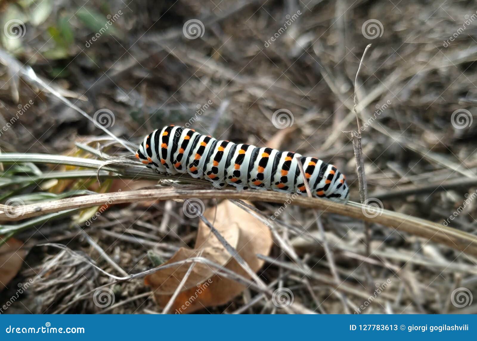 Caterpillar stock image. Image of mood, yellow, black - 127783613