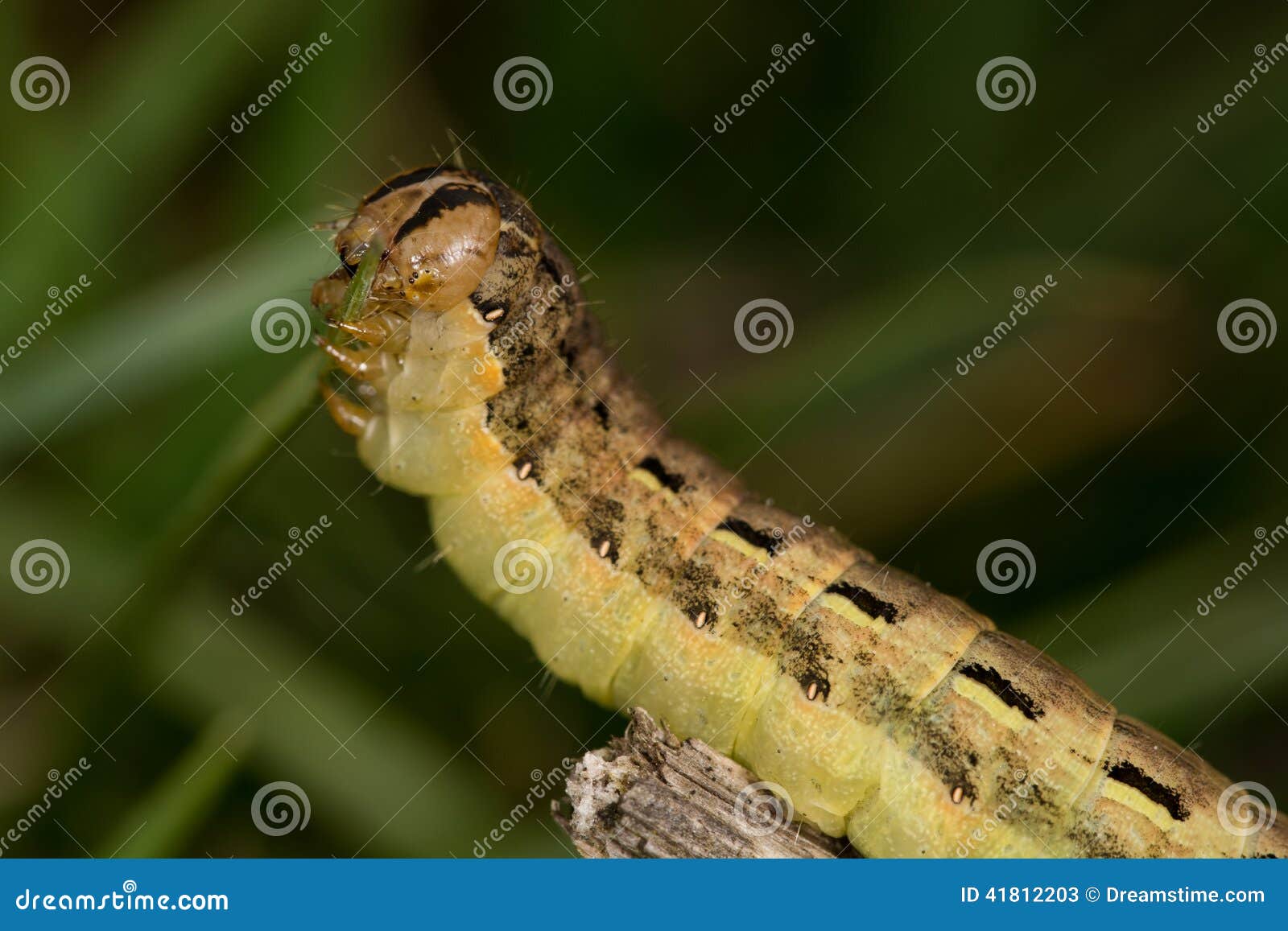 Caterpillar (Noctua Pronuba) Stock Image Image of close, nature 41812203