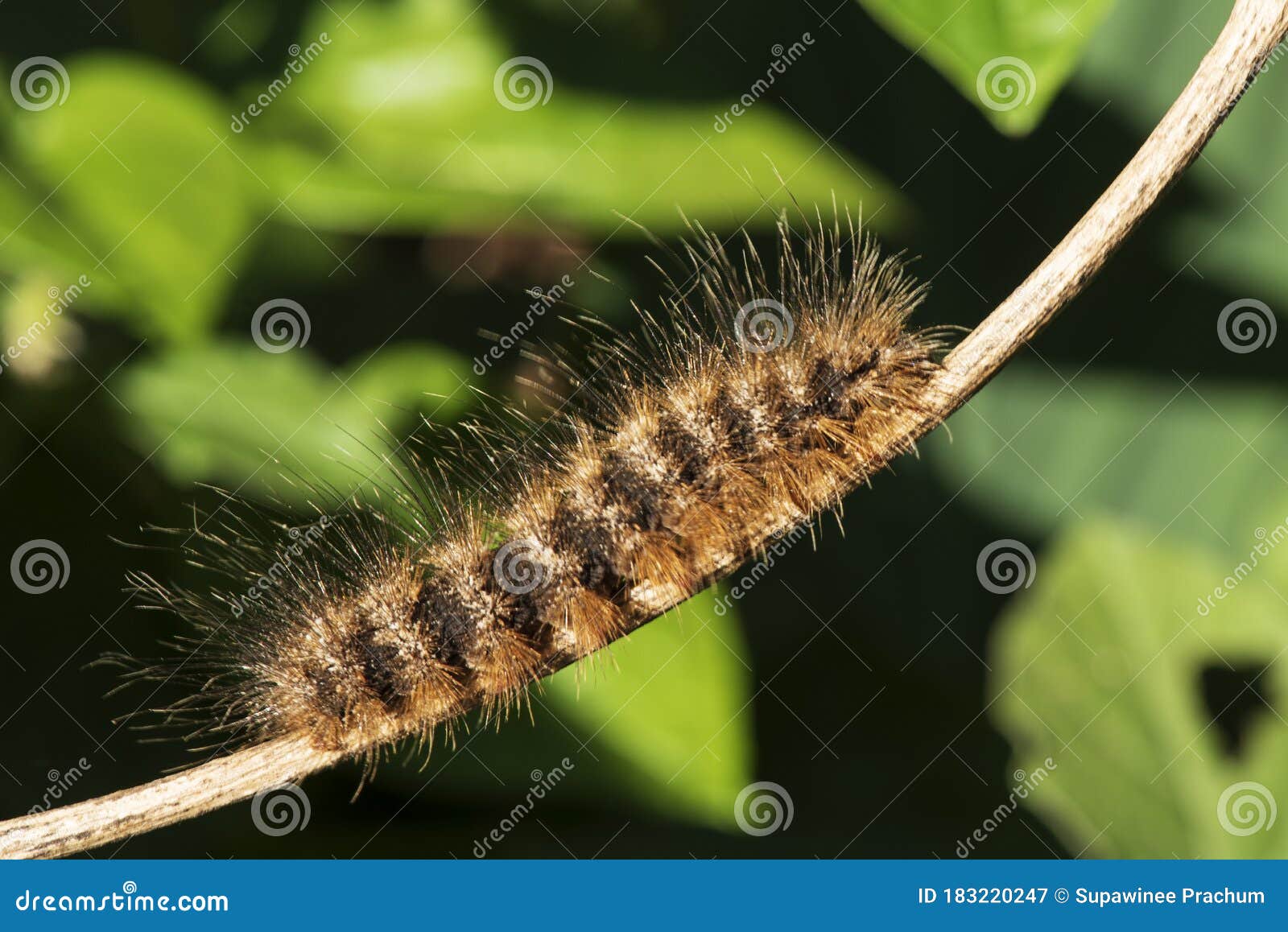 Caterpillar Orange Color On A Small Branch Stock Image Image Of Leopard Caterpillars