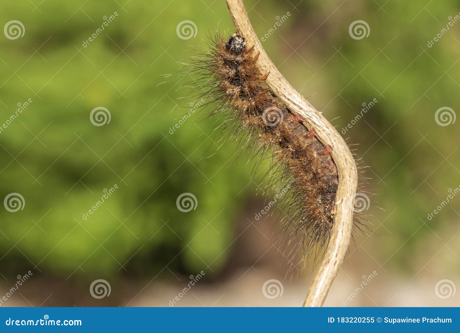 Caterpillar Orange Color On A Small Branch Stock Image Image Of Caterpillars Close