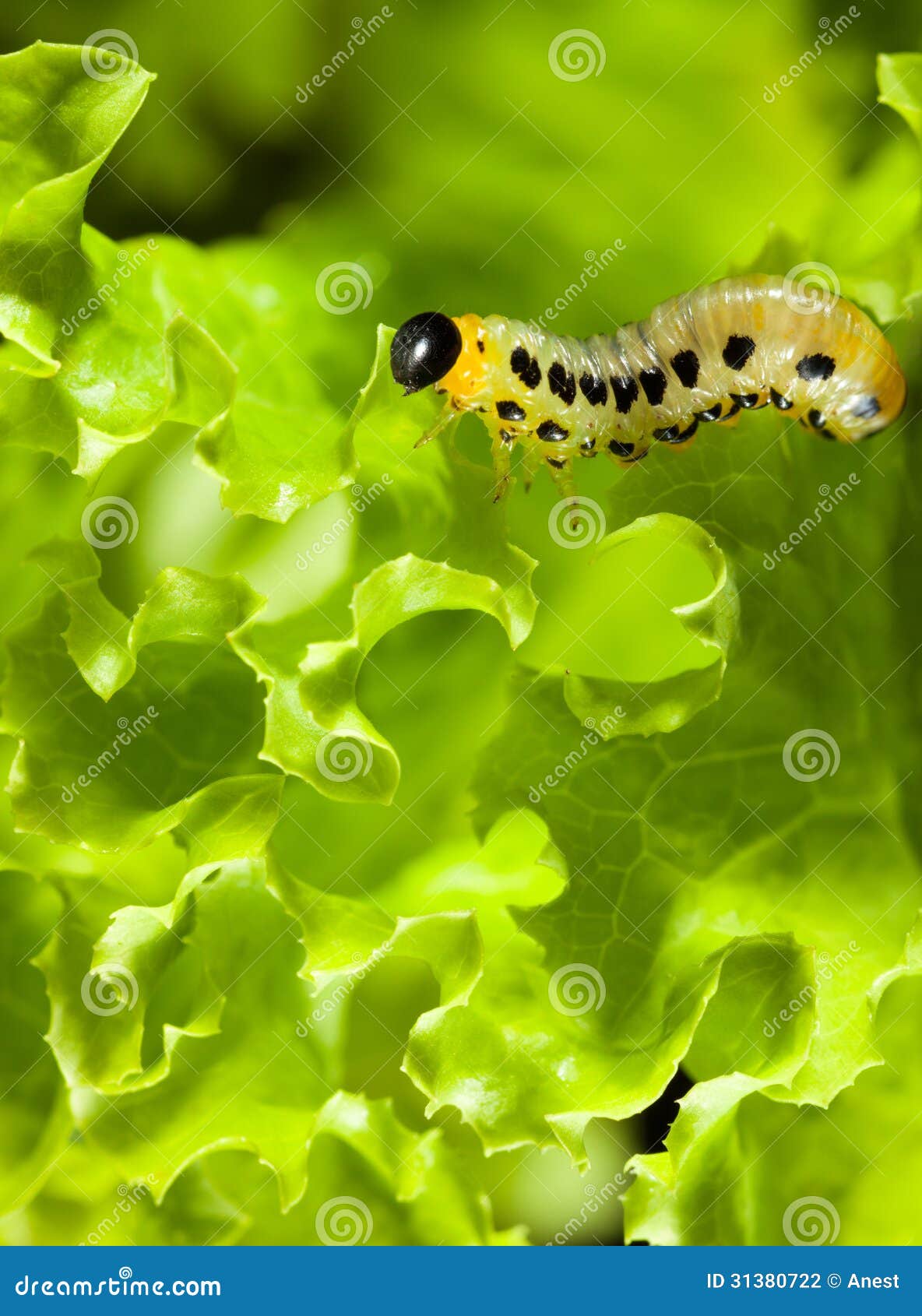 Caterpillar Over Lettuce Background Stock Photo Image of closeup