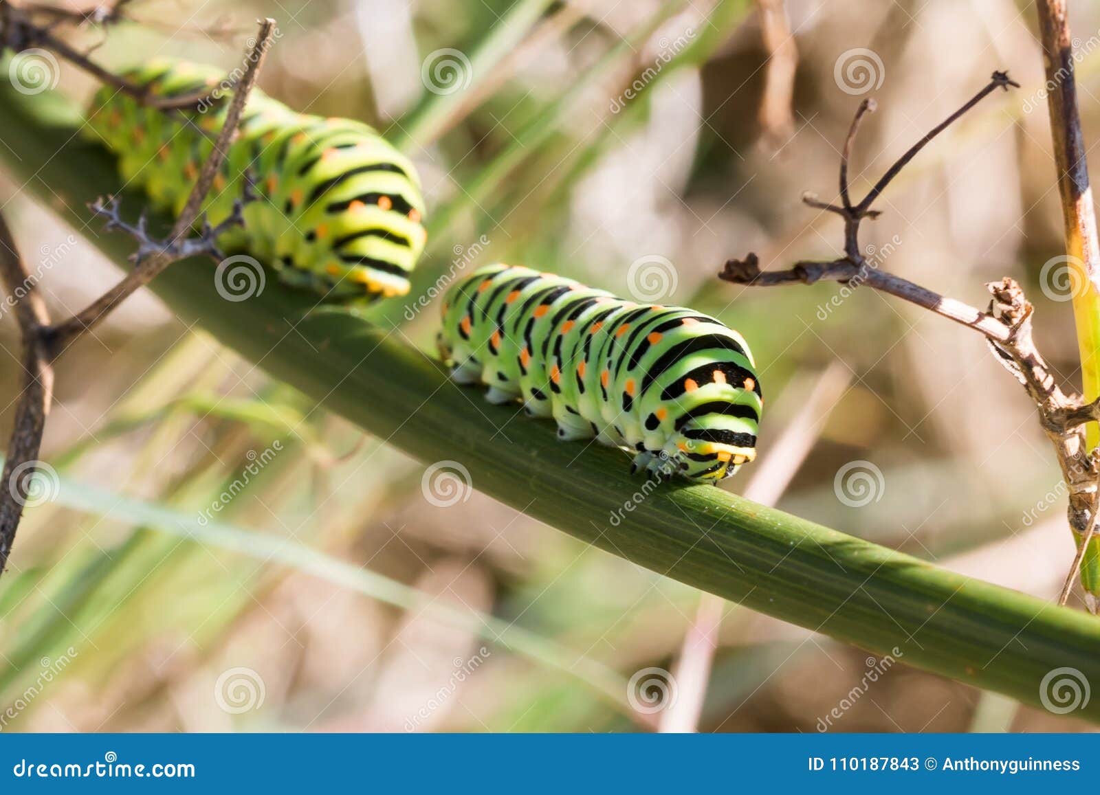 caterpillar of papilio machaon