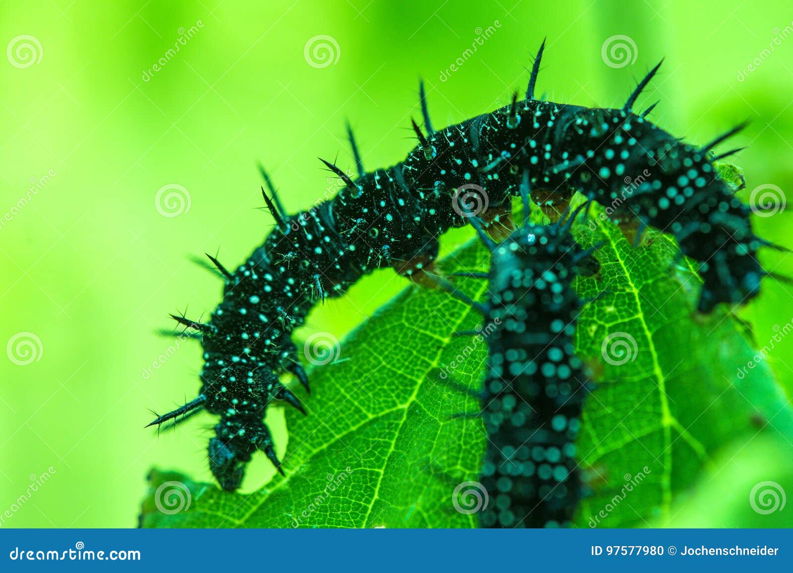 Caterpillar of Peacock Butterfly Stock Photo Image of peacock