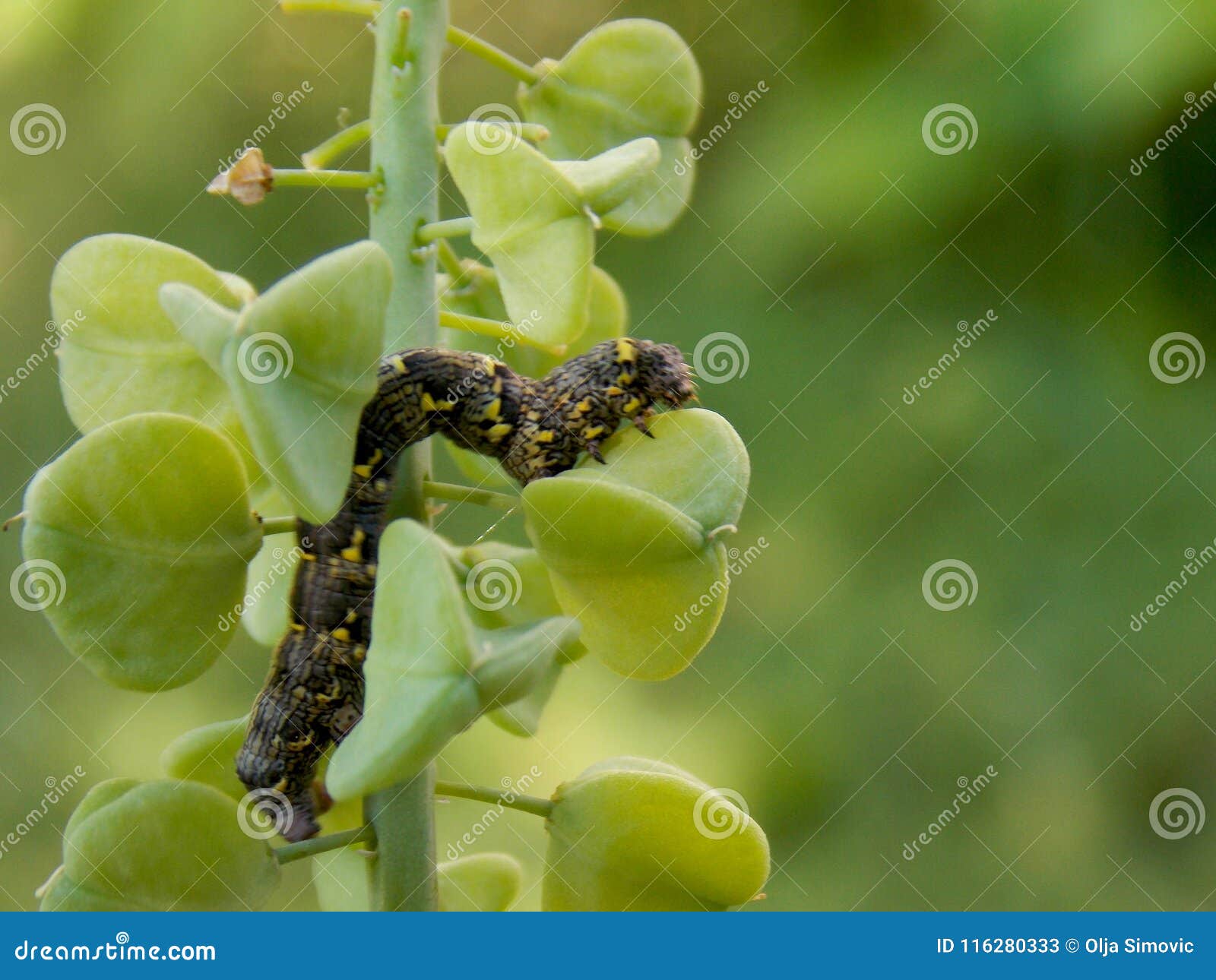 Caterpillar on the plant stock image. Image of insect 116280333