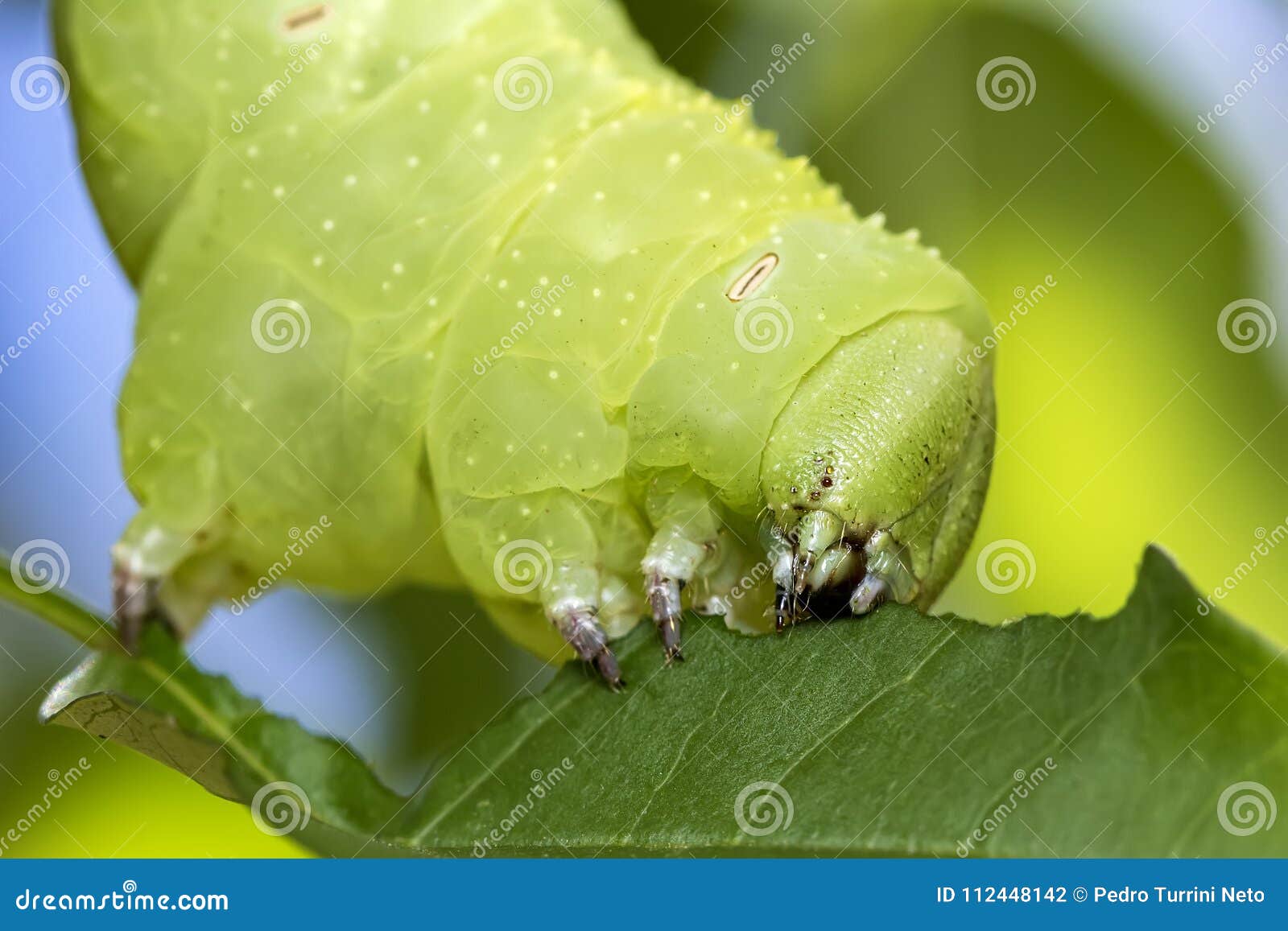 Caterpillar Pone Verde - Rustica Del Manduca - La Consumición Del Primer Extremo Del Tronco De La Hoja Y La Planta - Foto Macr Foto de archivo - Imagen de agricultura, fondo: 112448142