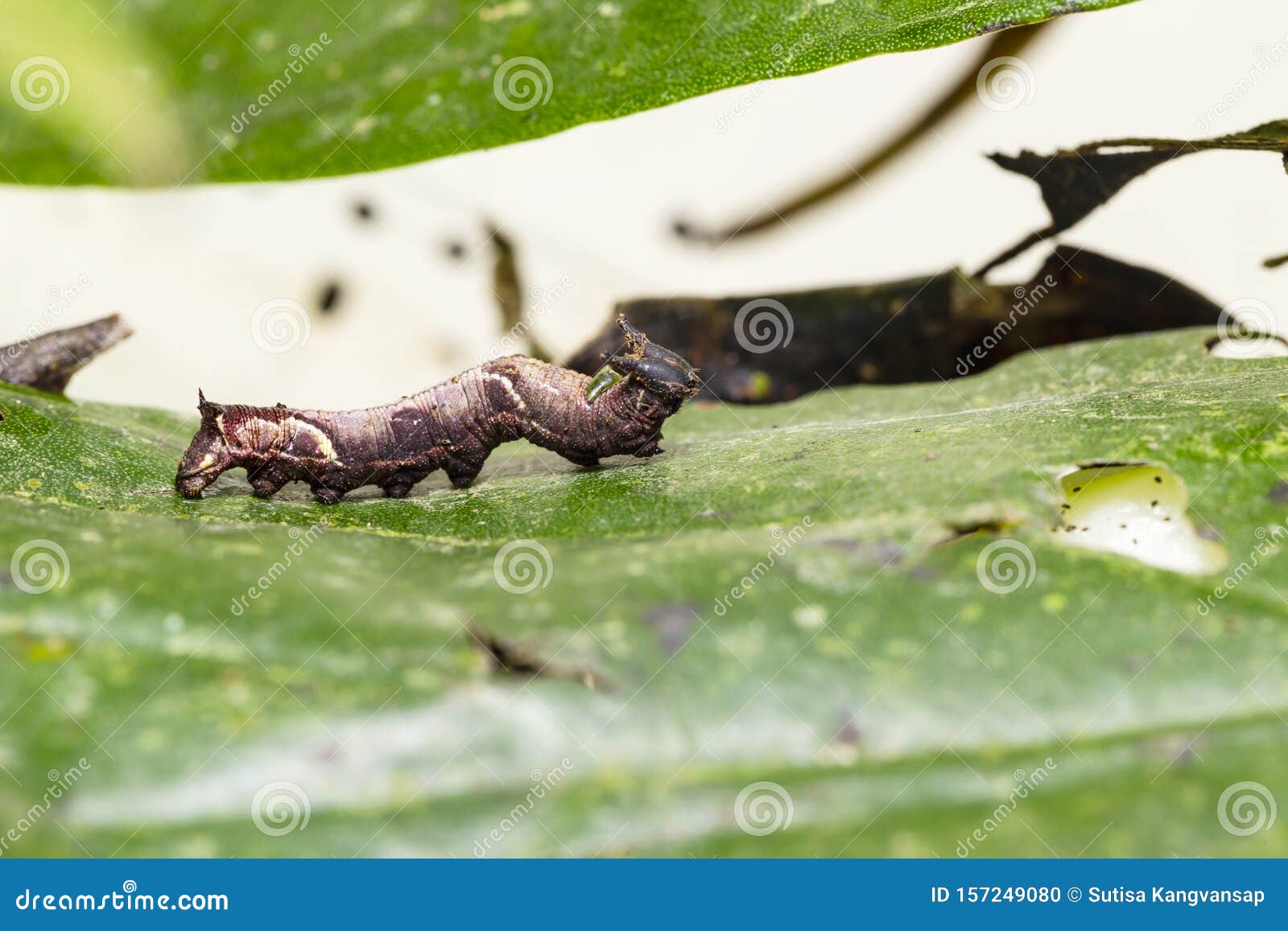 caterpillar of popinjay butterflyresting on theirs host plant leaf