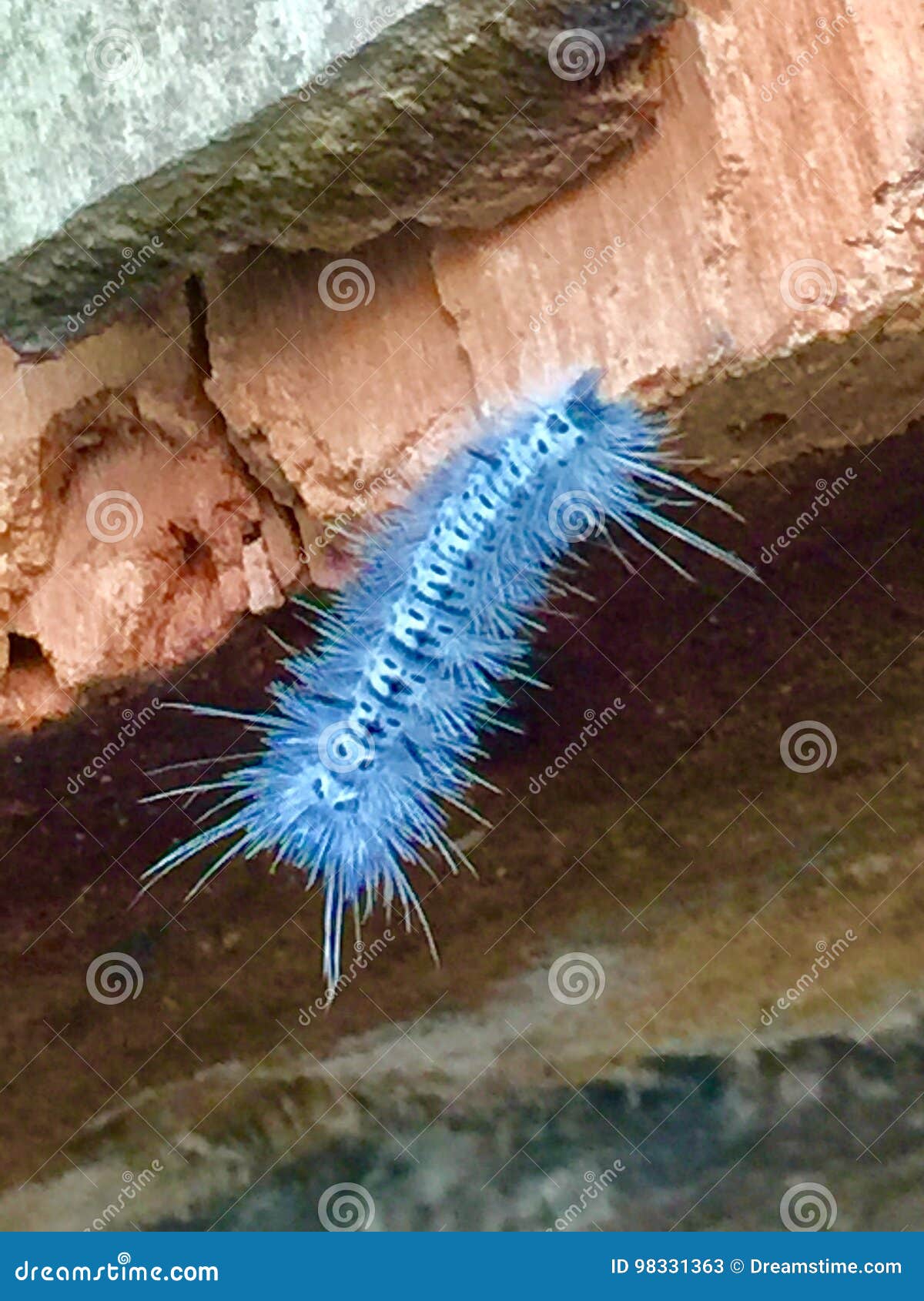 caterpillar